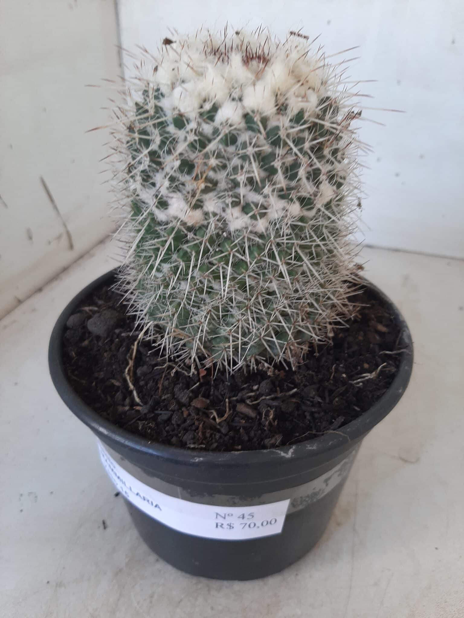 CACTOS Mammillaria Nº 45 – vaso 15