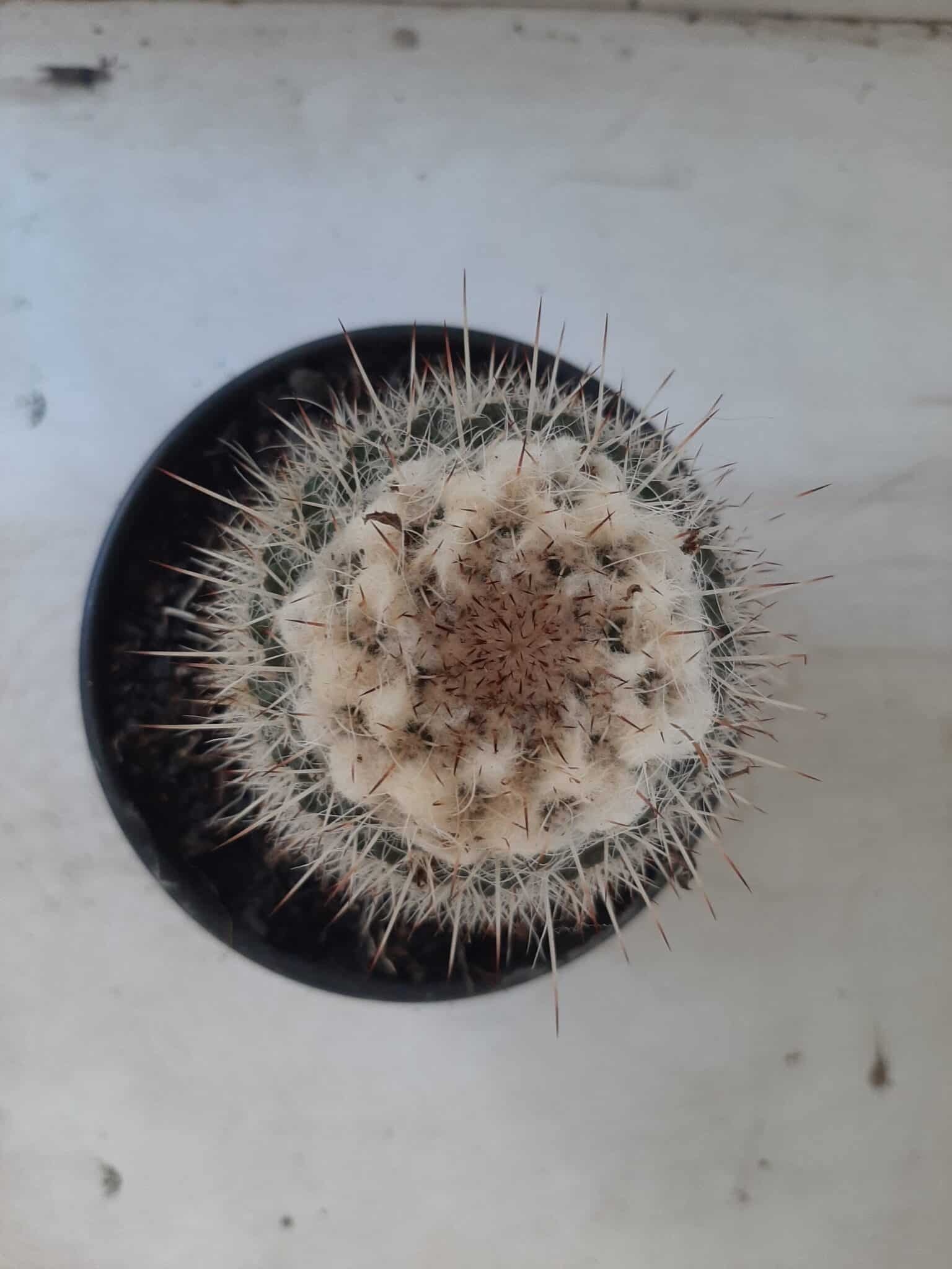 CACTOS Mammillaria Nº 45 – vaso 15