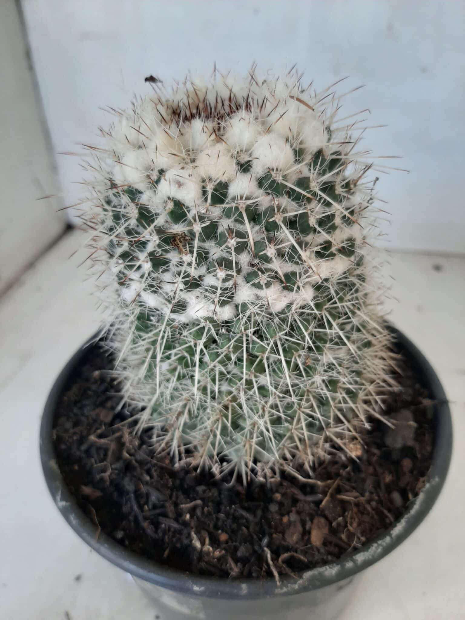 CACTOS Mammillaria Nº 45 – vaso 15