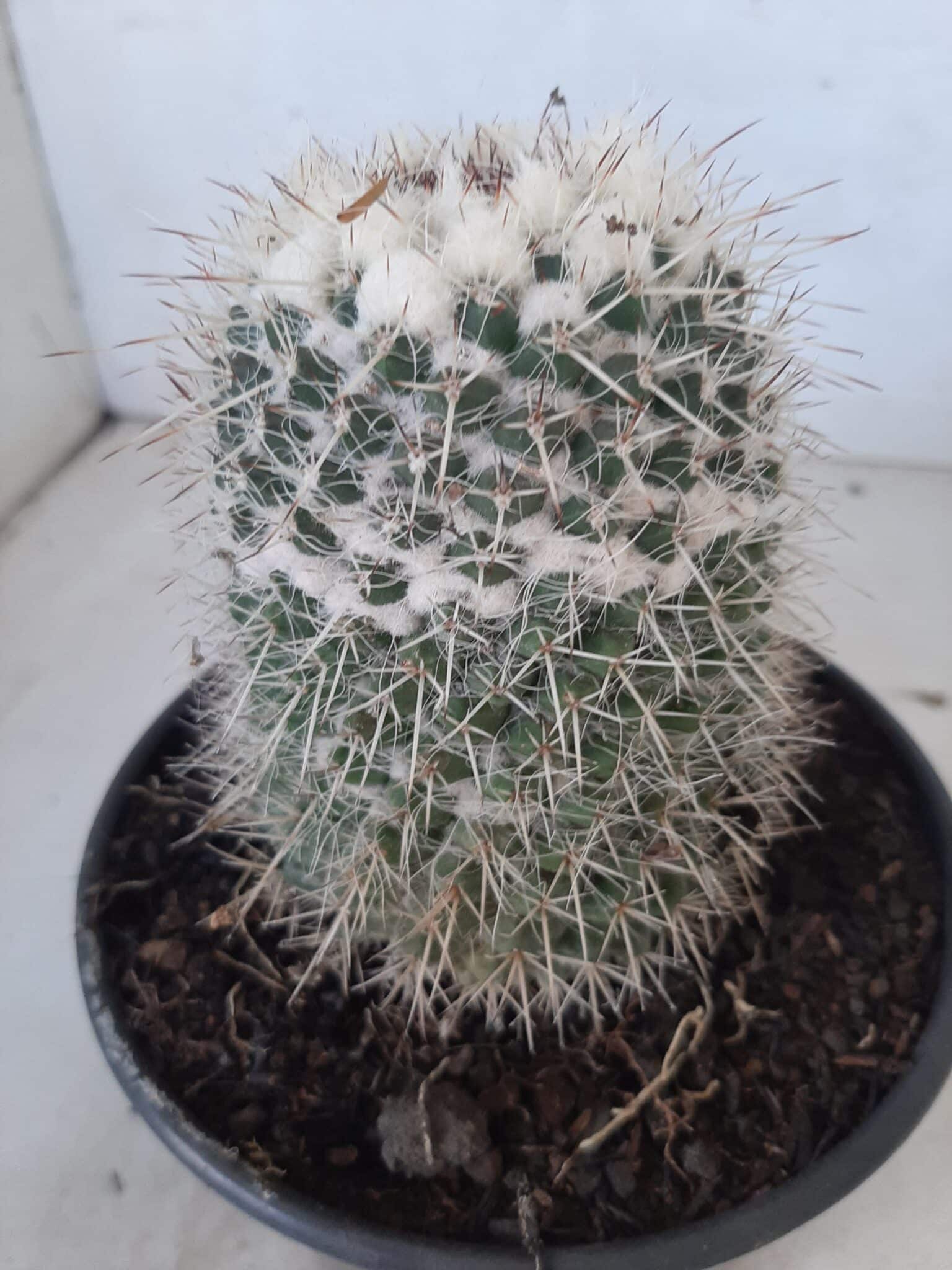 CACTOS Mammillaria Nº 45 – vaso 15