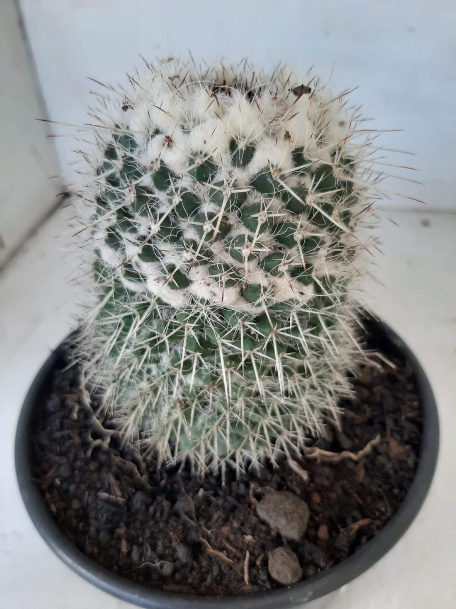 CACTOS Mammillaria Nº 45 – vaso 15