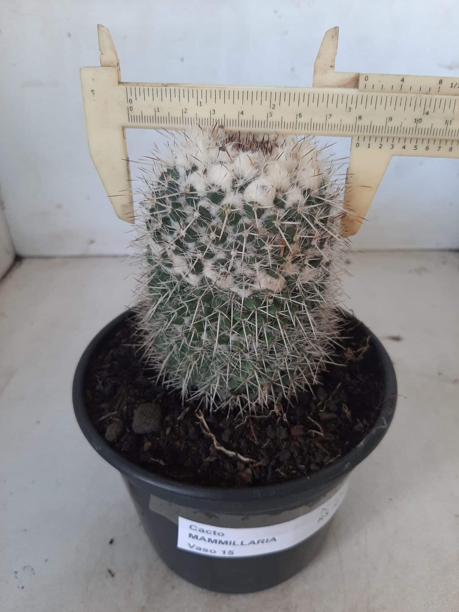 CACTOS Mammillaria Nº 45 – vaso 15