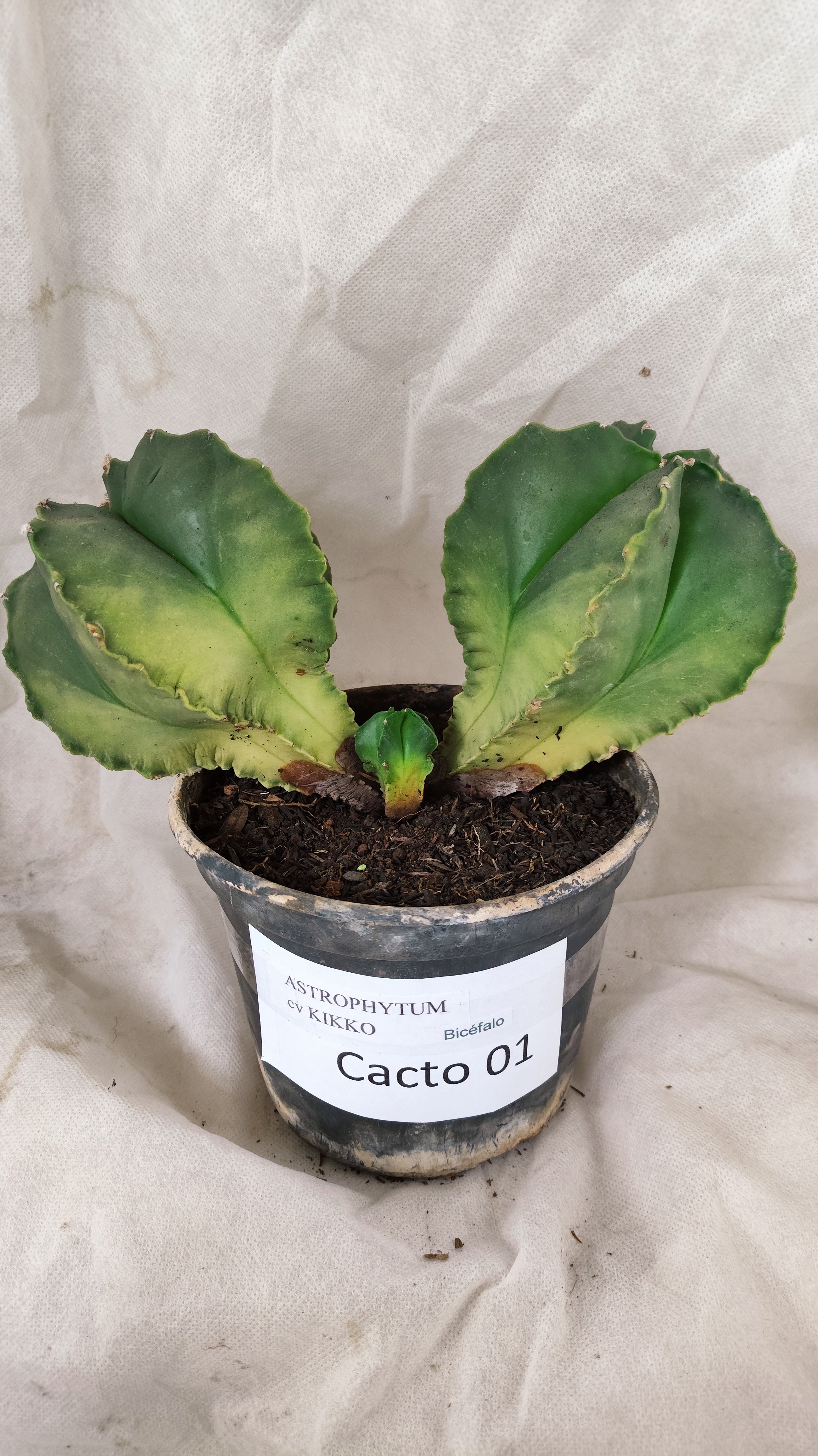 MATRIZ ASTROPHYTUM cv KIKKO "Bicefalo"  Nº 01 – vaso 15