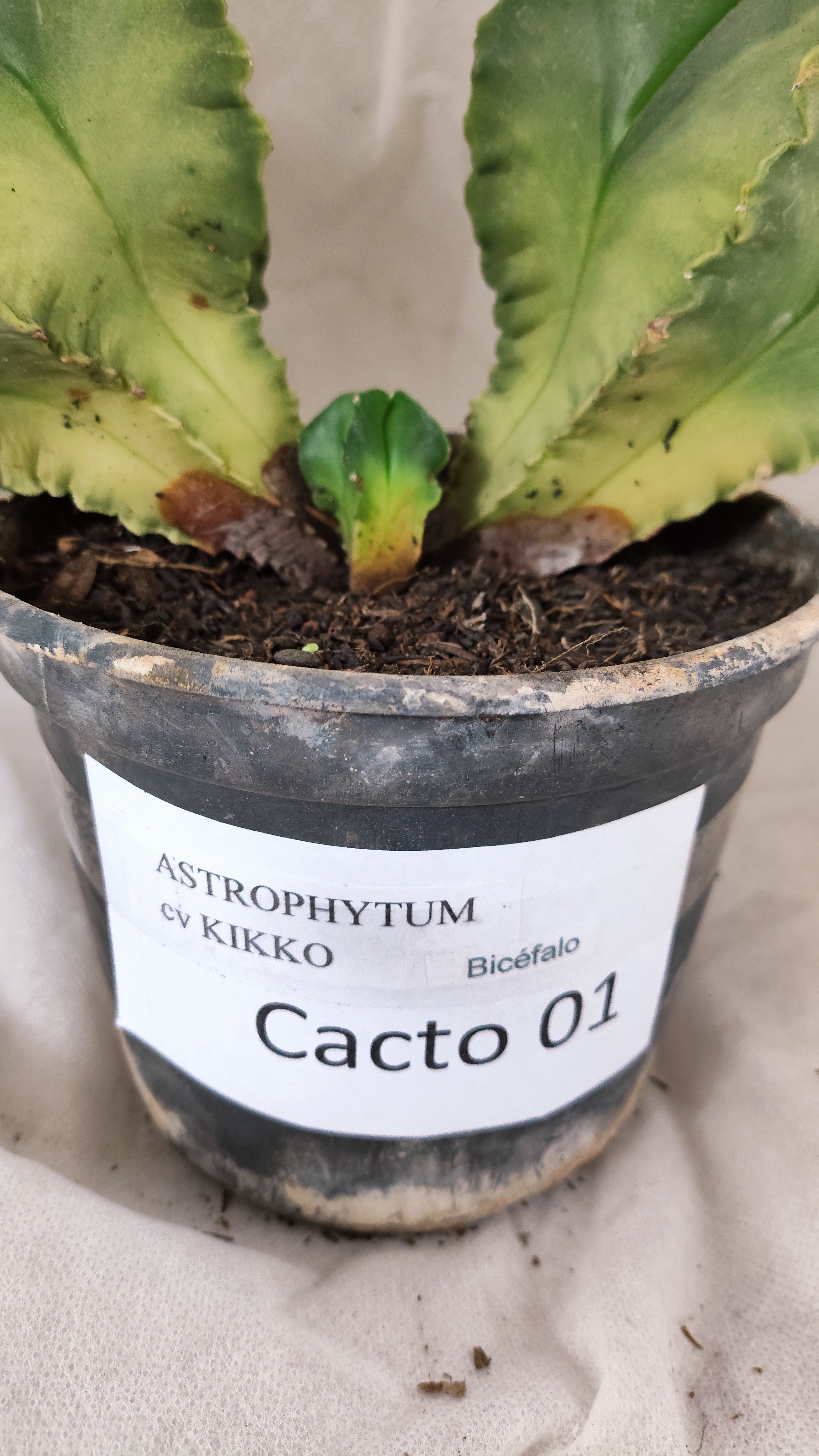 MATRIZ ASTROPHYTUM cv KIKKO "Bicefalo"  Nº 01 – vaso 15