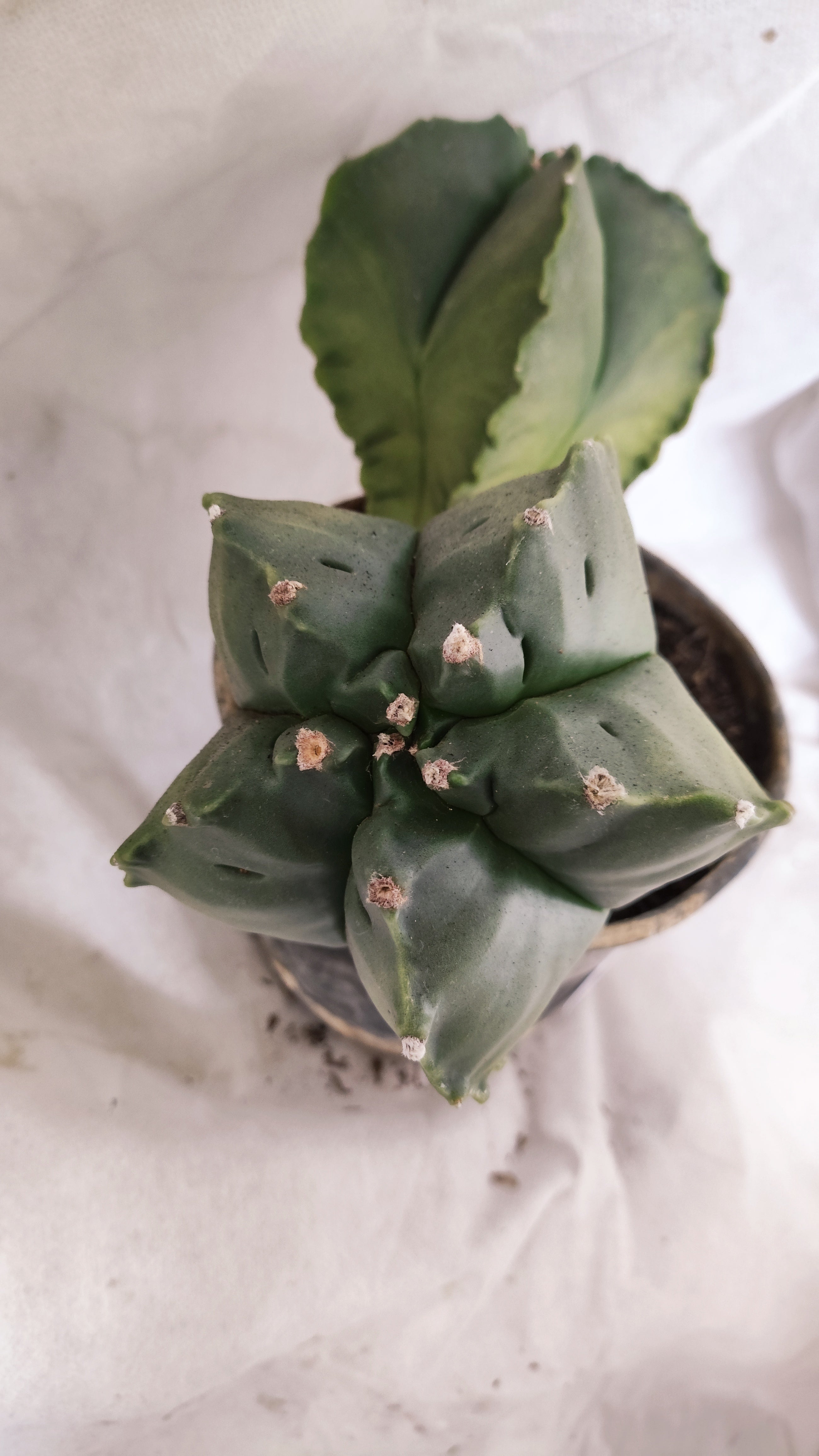 MATRIZ ASTROPHYTUM cv KIKKO "Bicefalo"  Nº 01 – vaso 15