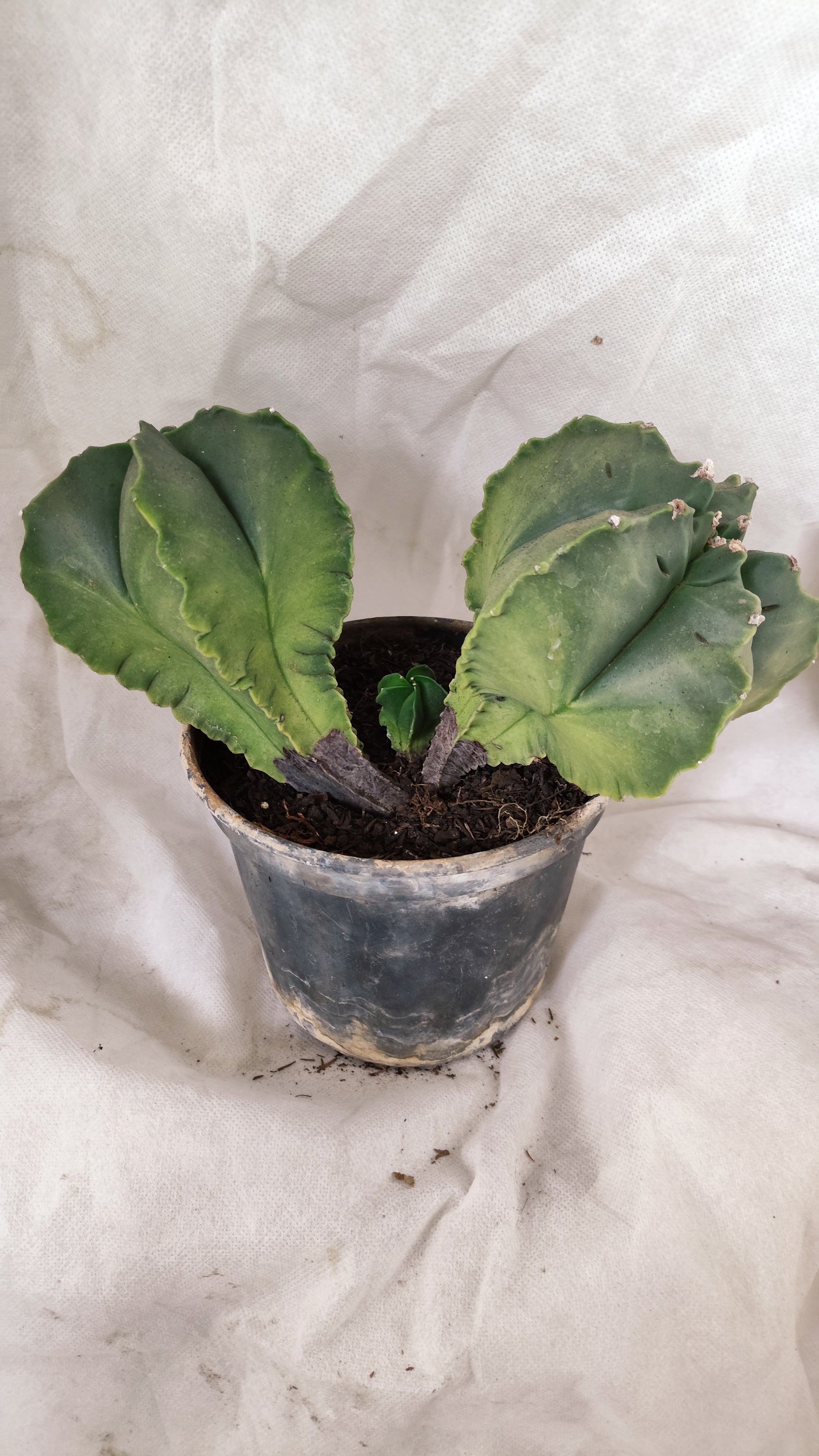 MATRIZ ASTROPHYTUM cv KIKKO "Bicefalo"  Nº 01 – vaso 15