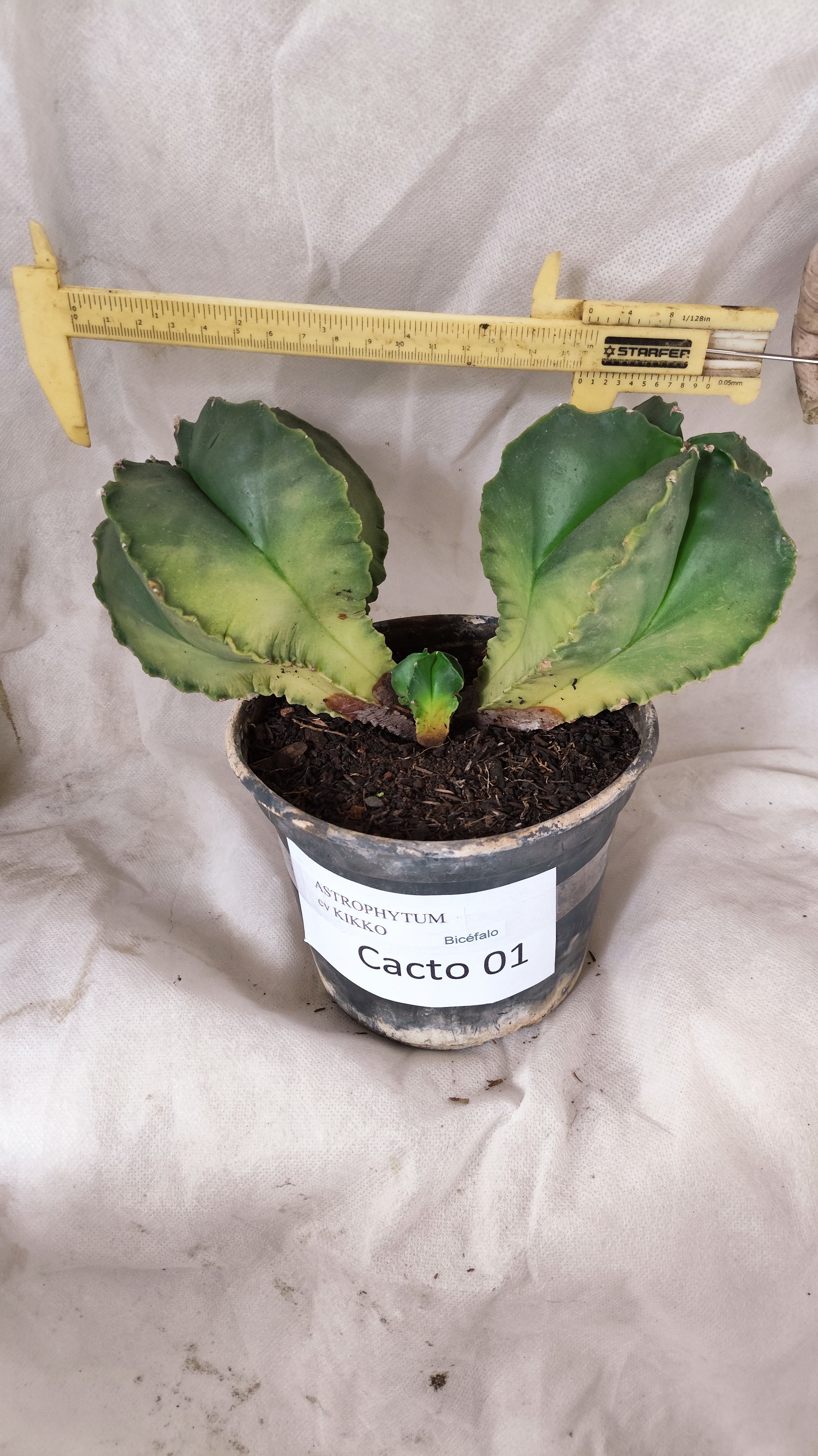 MATRIZ ASTROPHYTUM cv KIKKO "Bicefalo"  Nº 01 – vaso 15