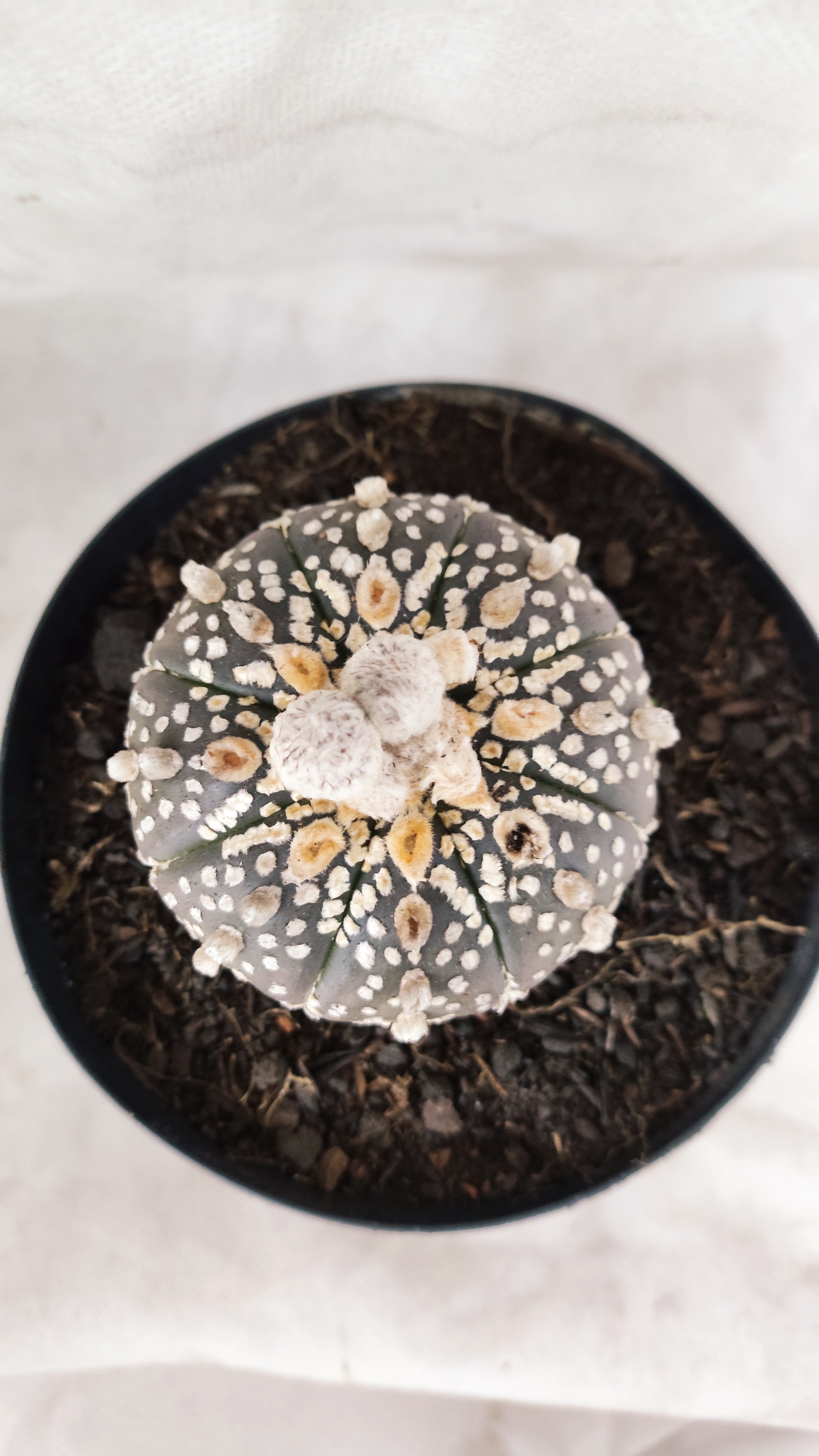 ASTROPHYTUM ASTERIAS SUPER KABUTO "PURPLE" Nº 07 – vaso 15