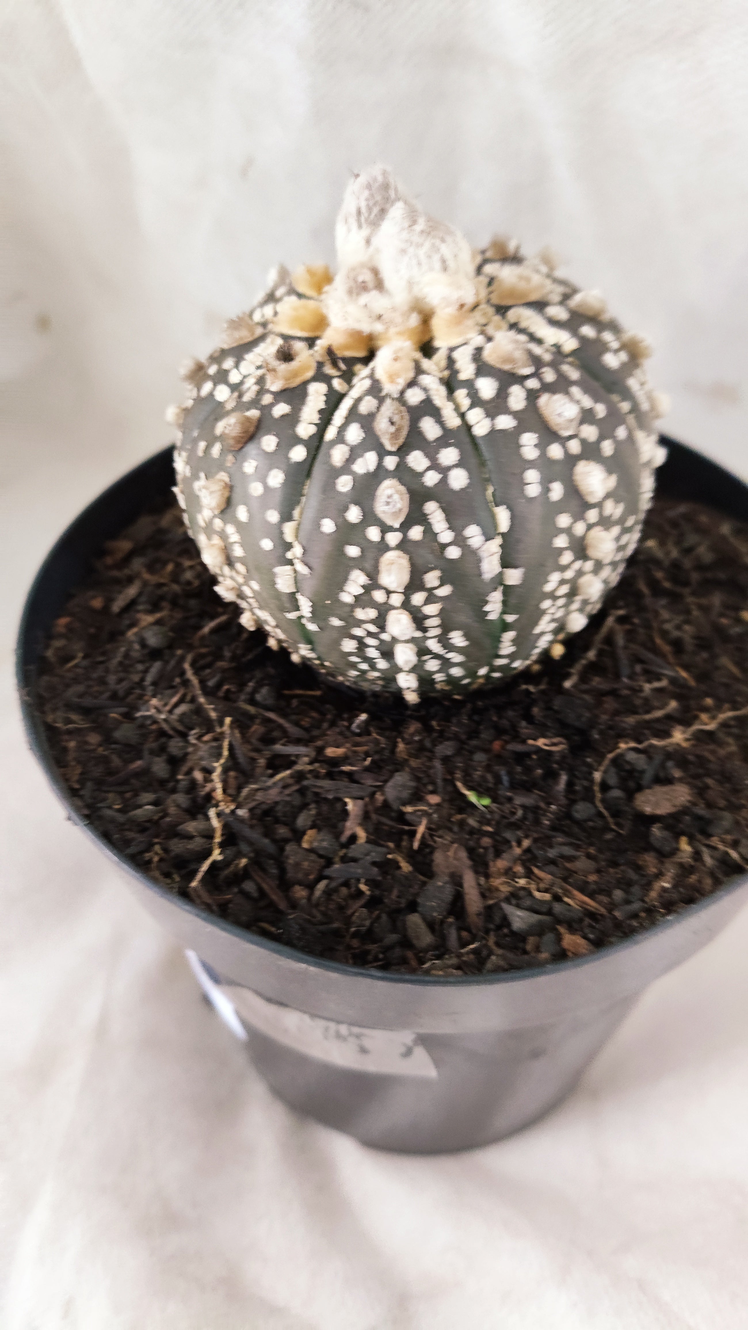ASTROPHYTUM ASTERIAS SUPER KABUTO "PURPLE" Nº 07 – vaso 15
