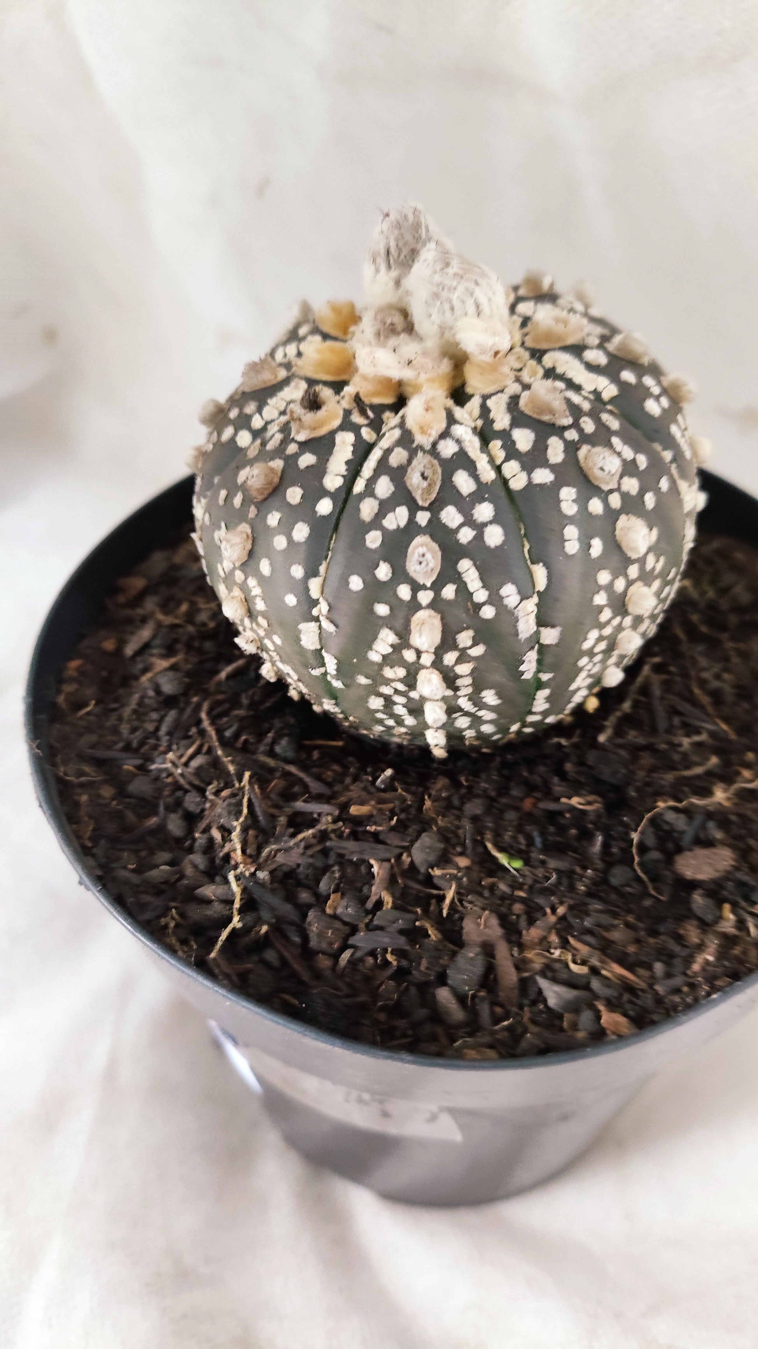 ASTROPHYTUM ASTERIAS SUPER KABUTO "PURPLE" Nº 07 – vaso 15