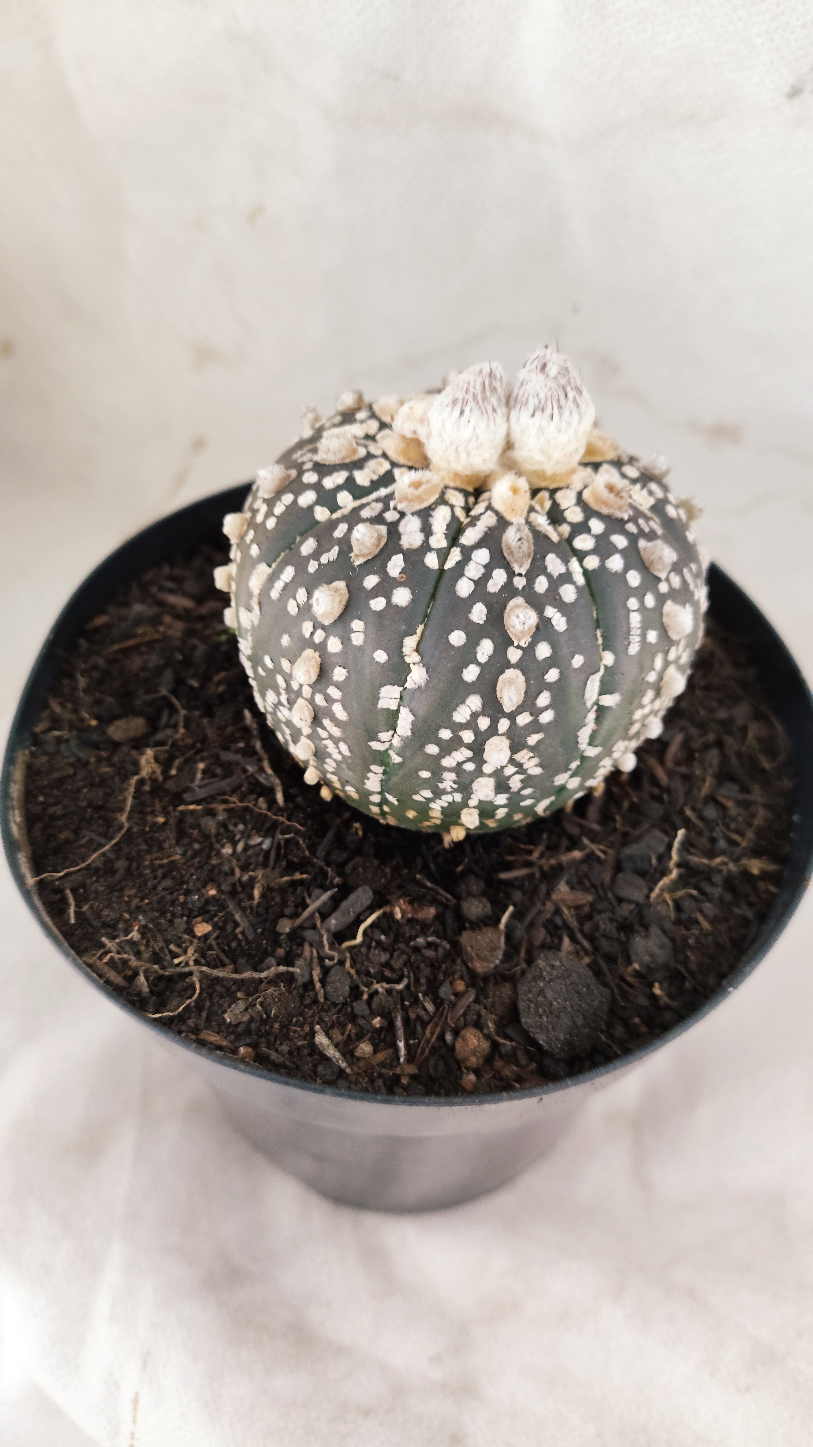 ASTROPHYTUM ASTERIAS SUPER KABUTO "PURPLE" Nº 07 – vaso 15