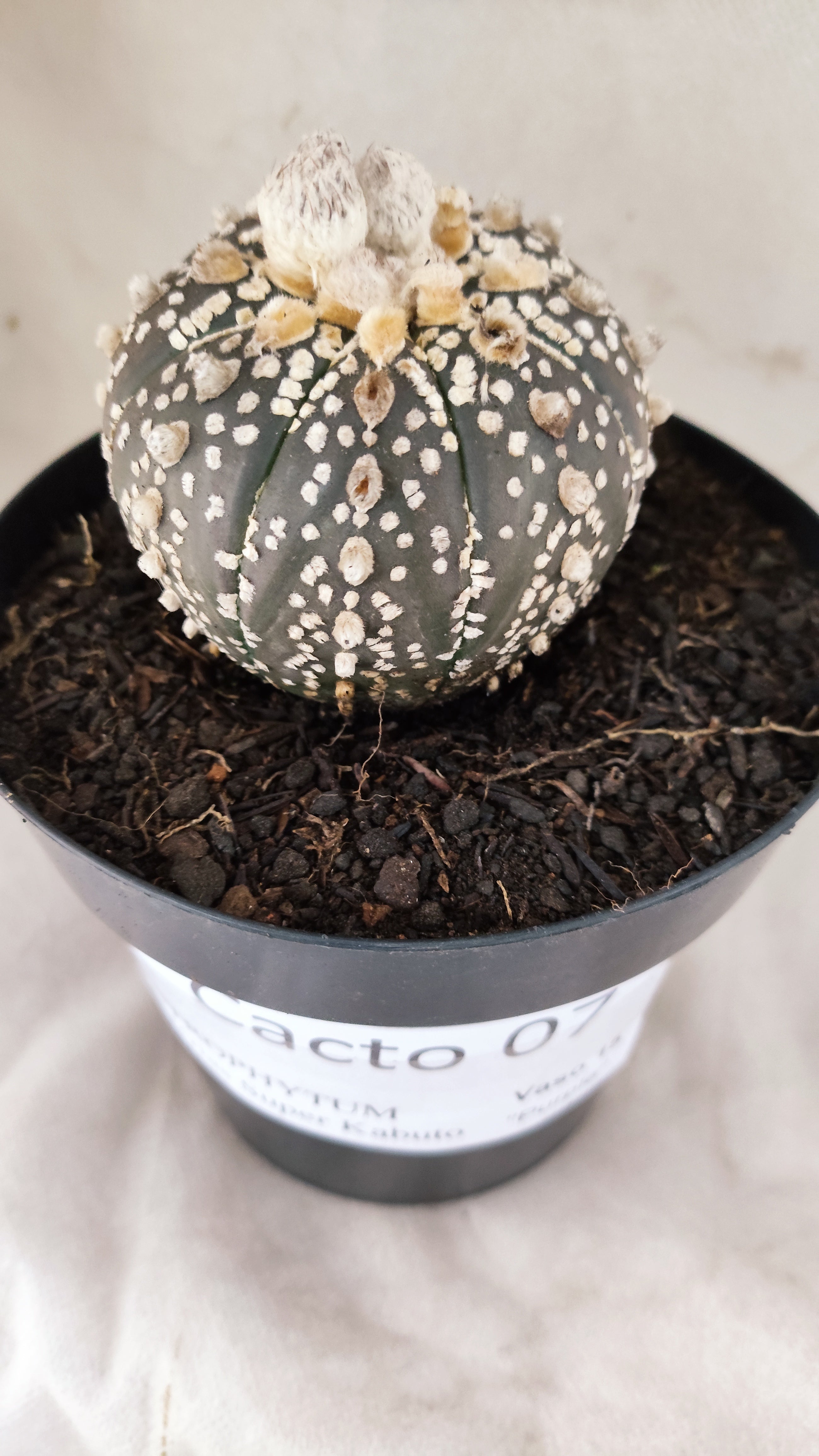 ASTROPHYTUM ASTERIAS SUPER KABUTO "PURPLE" Nº 07 – vaso 15
