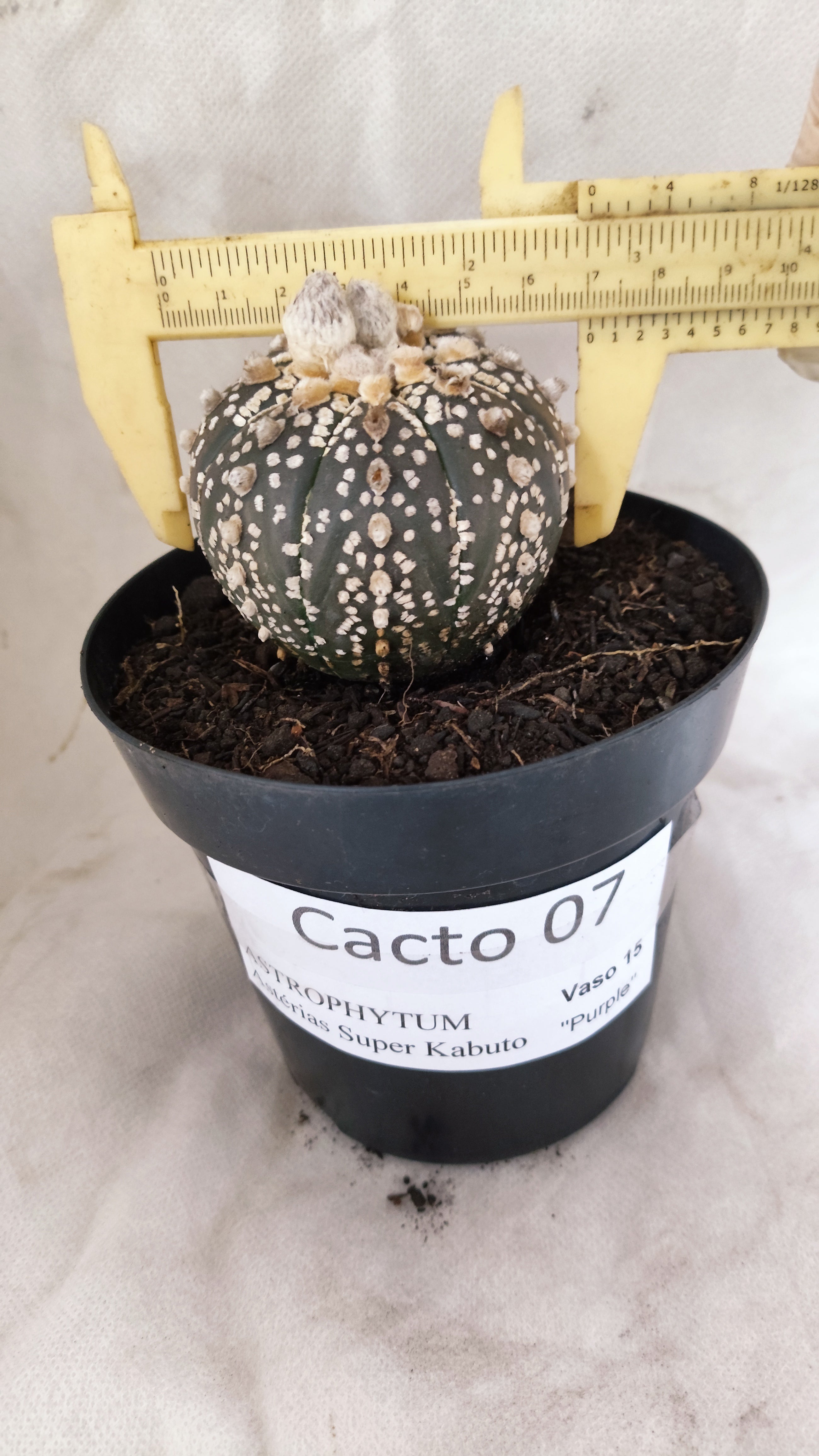 ASTROPHYTUM ASTERIAS SUPER KABUTO "PURPLE" Nº 07 – vaso 15