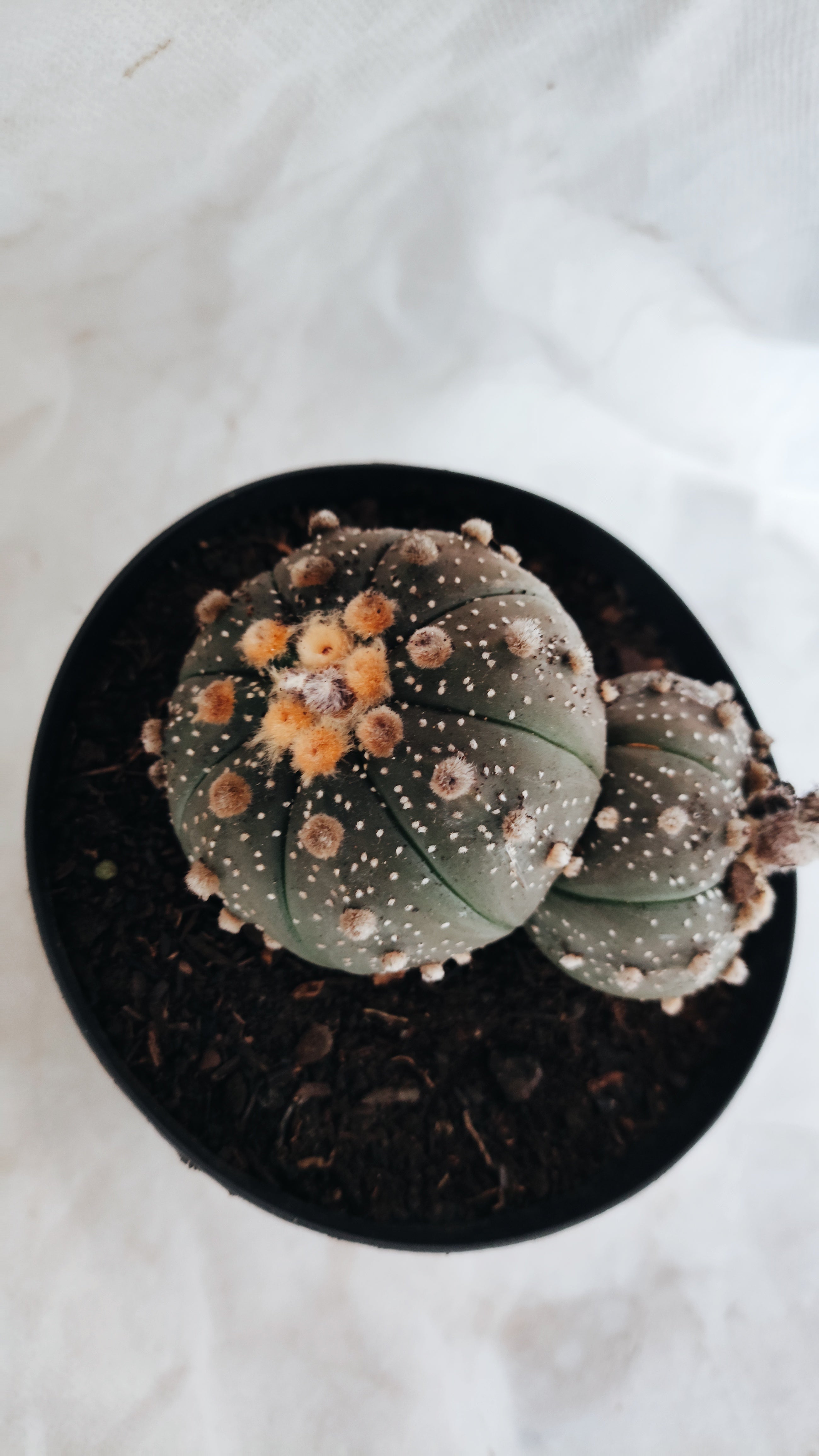 ASTROPHYTUM ASTERIAS BICÉFALO “Purple”  Nº 09 – vaso 15