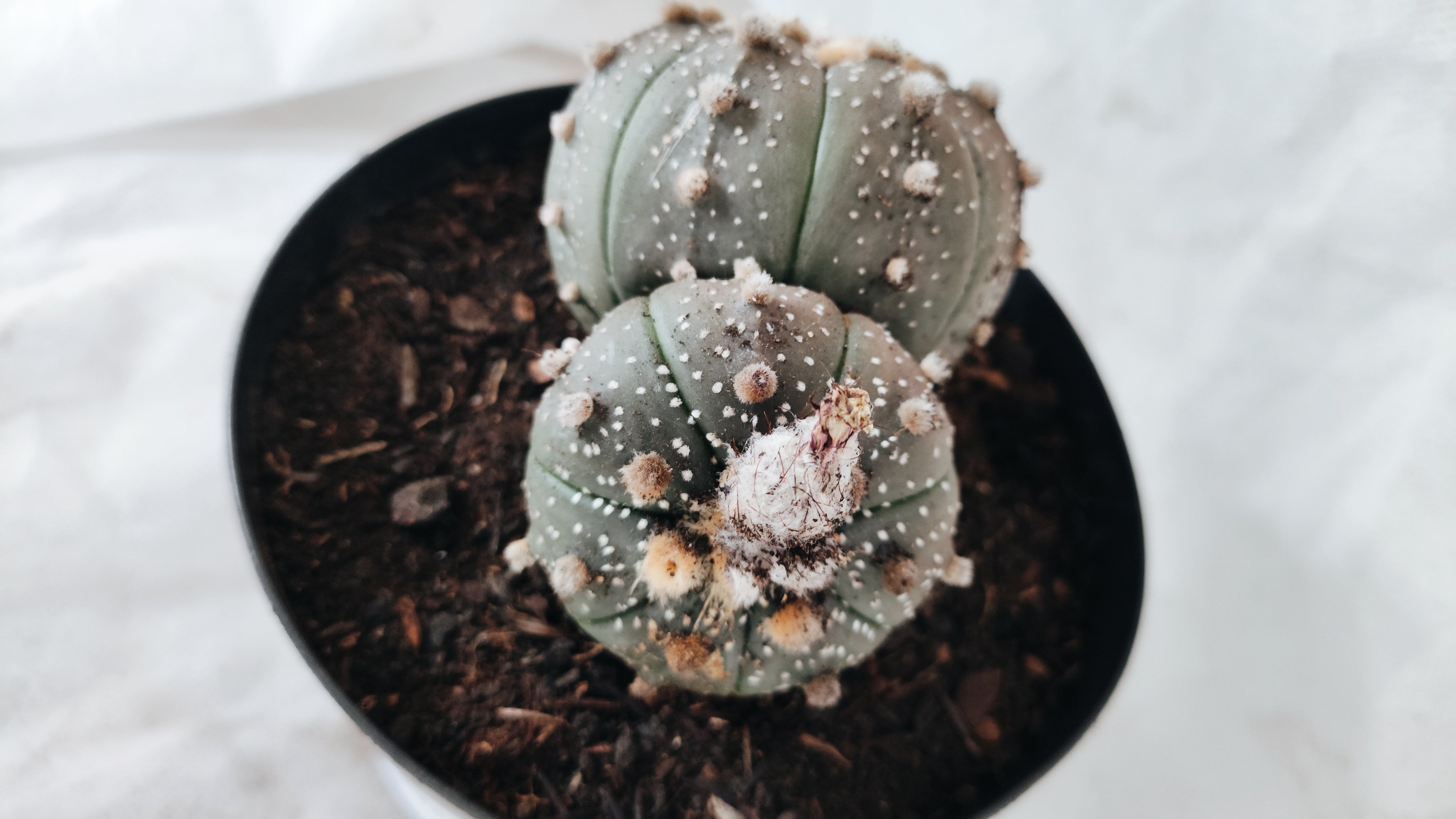 ASTROPHYTUM ASTERIAS BICÉFALO “Purple”  Nº 09 – vaso 15