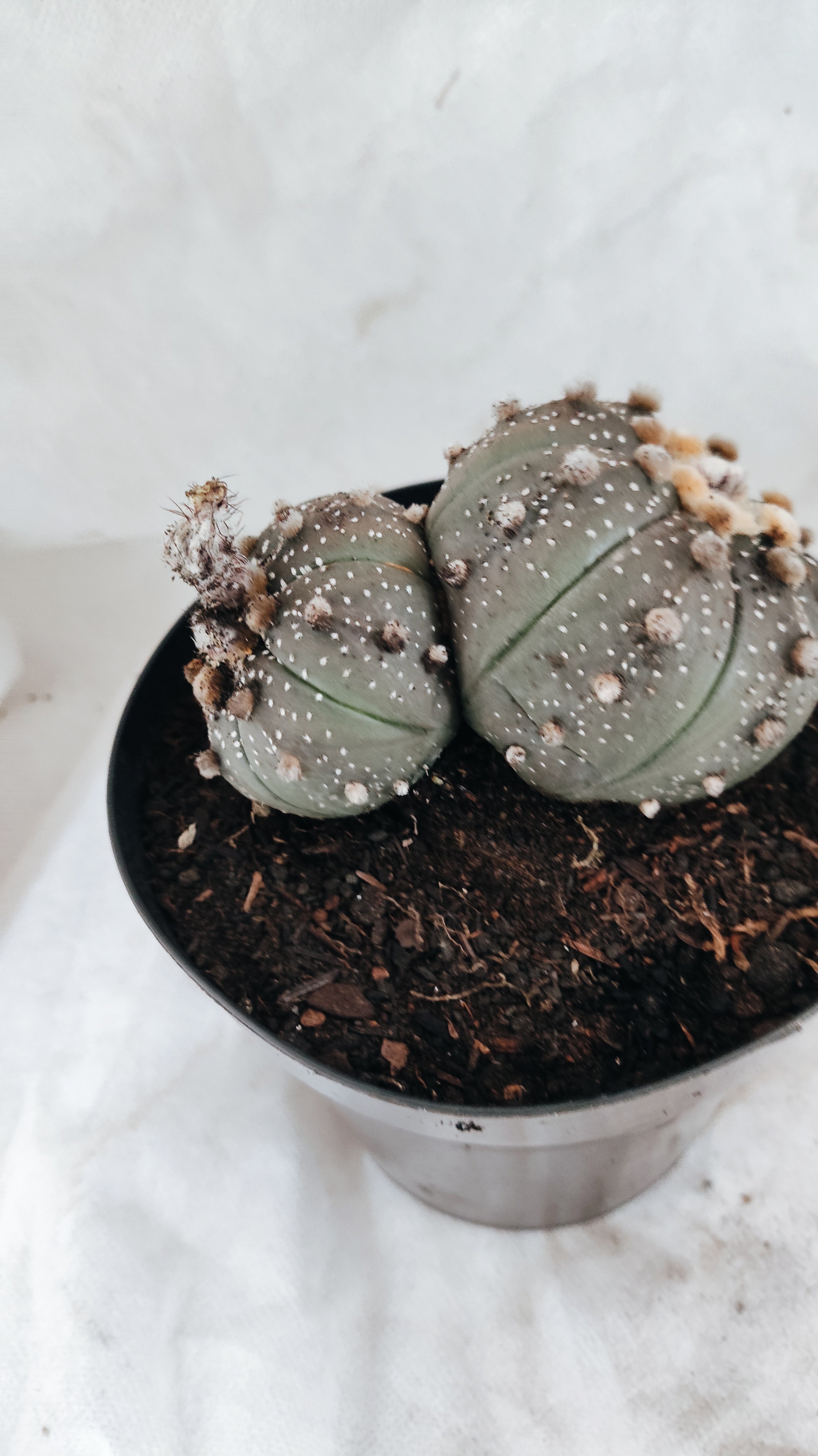 ASTROPHYTUM ASTERIAS BICÉFALO “Purple”  Nº 09 – vaso 15