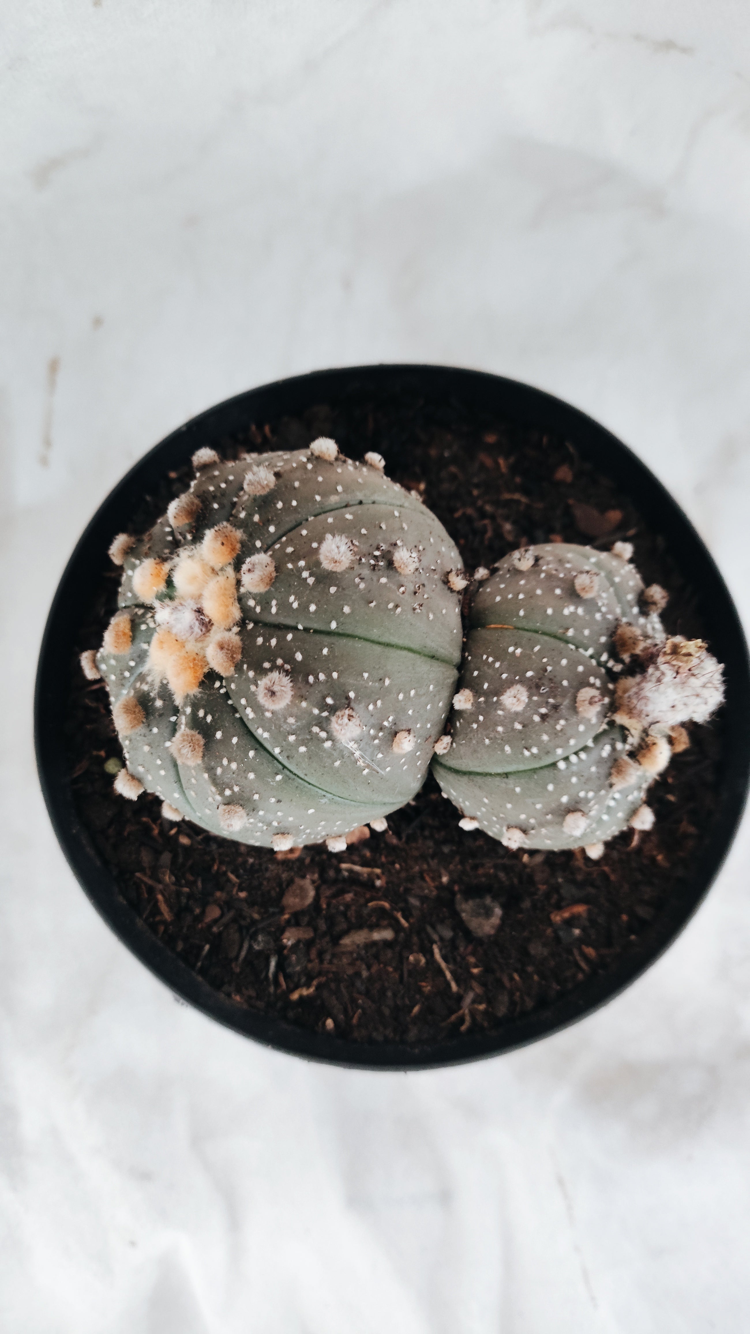 ASTROPHYTUM ASTERIAS BICÉFALO “Purple”  Nº 09 – vaso 15