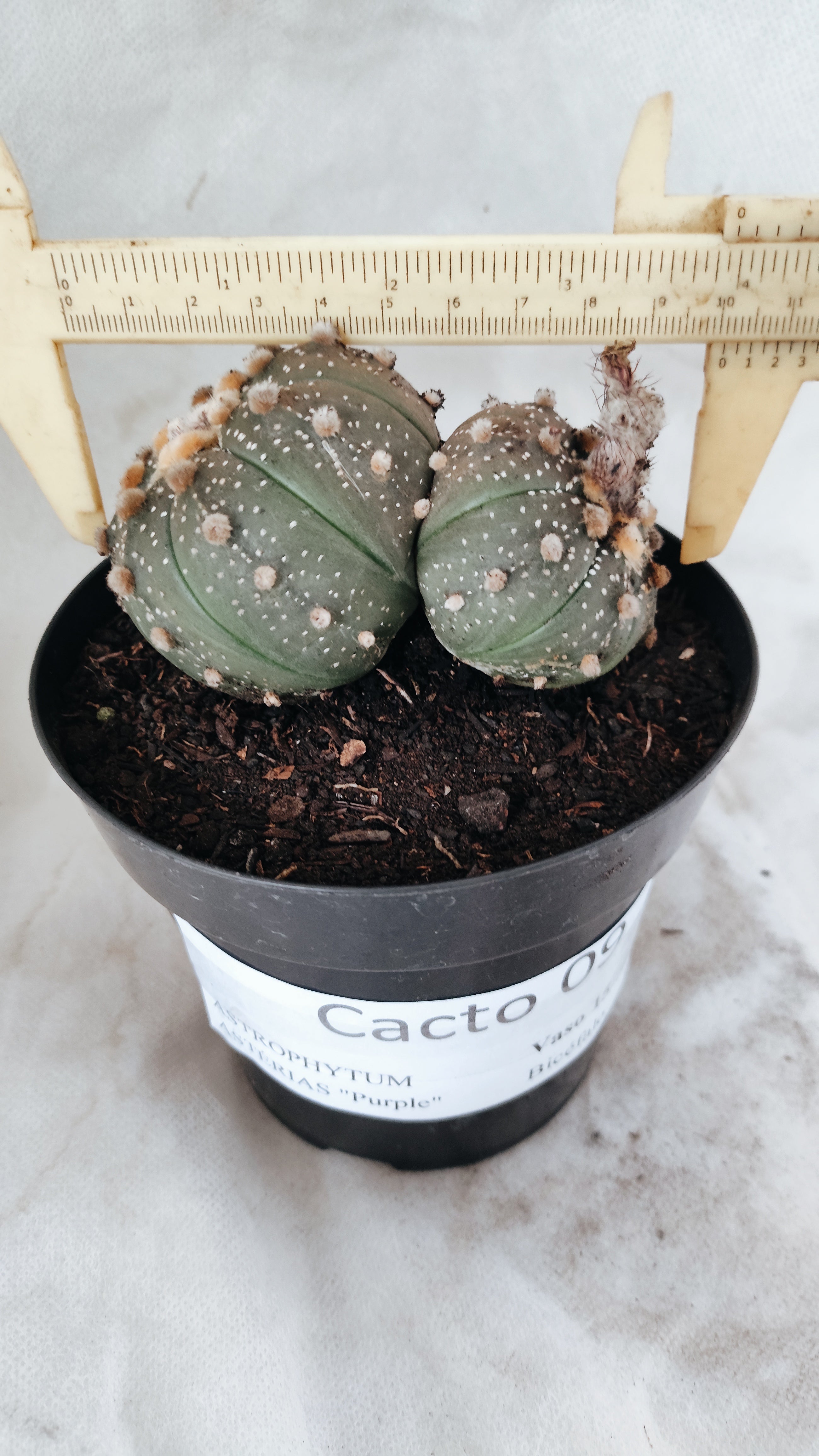 ASTROPHYTUM ASTERIAS BICÉFALO “Purple”  Nº 09 – vaso 15
