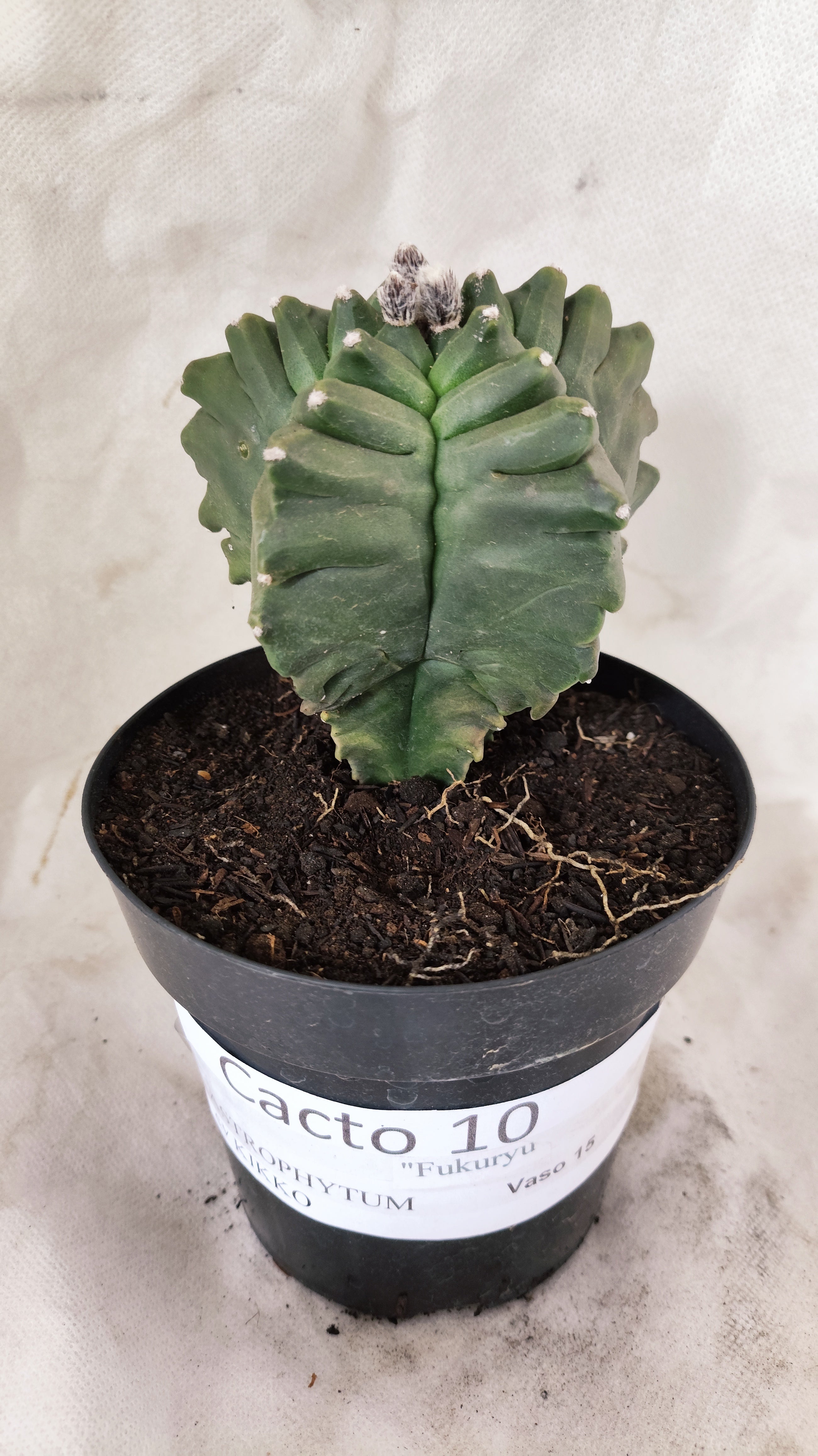 MATRIZ ASTROPHYTUM Myriostigma FUKURYU Nº 10 – vaso 15