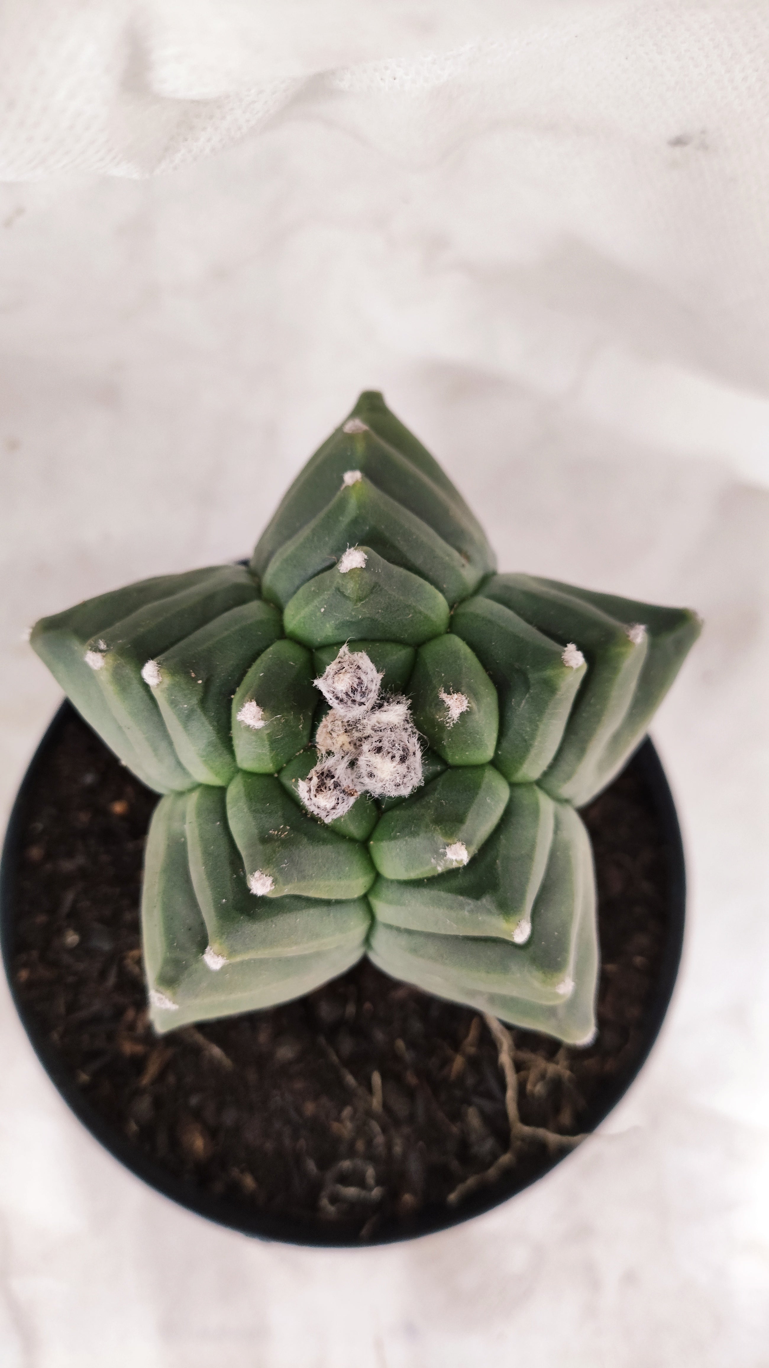 MATRIZ ASTROPHYTUM Myriostigma FUKURYU Nº 10 – vaso 15