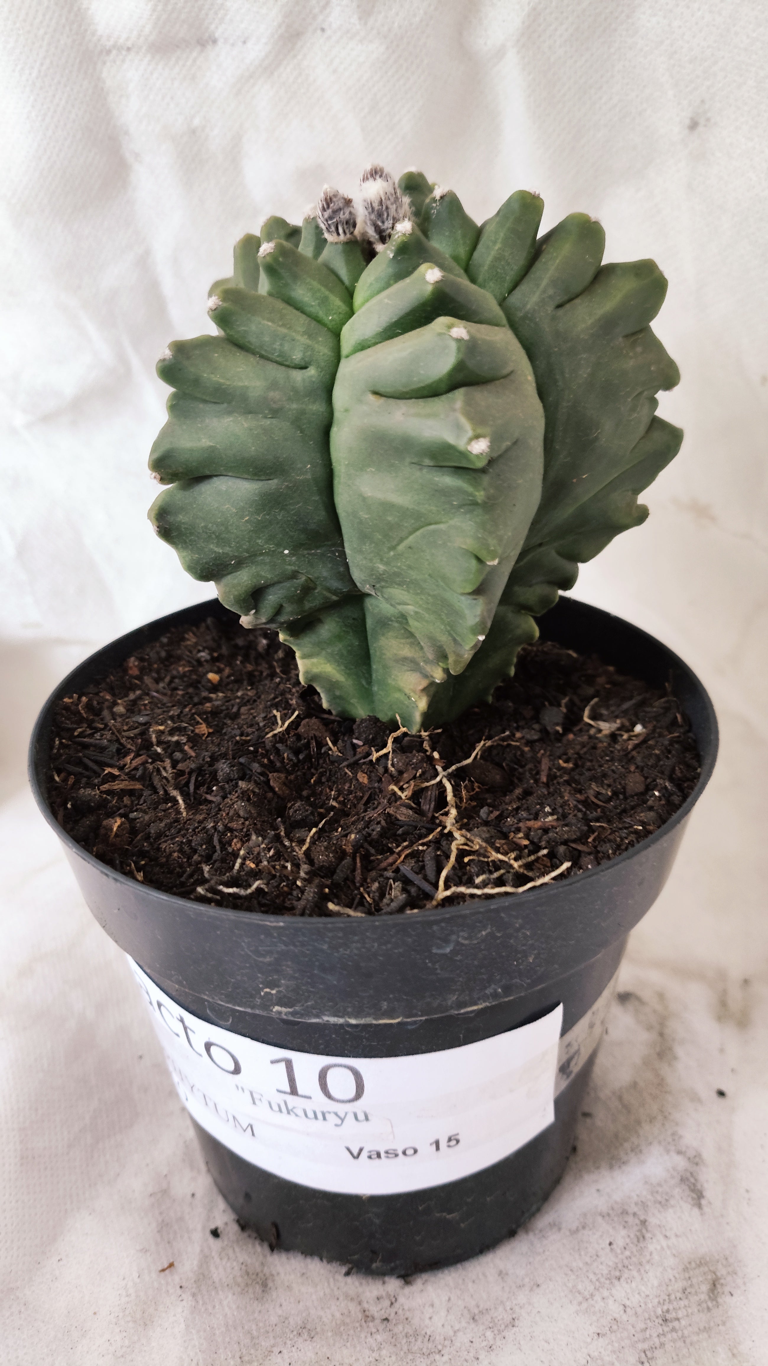 MATRIZ ASTROPHYTUM Myriostigma FUKURYU Nº 10 – vaso 15