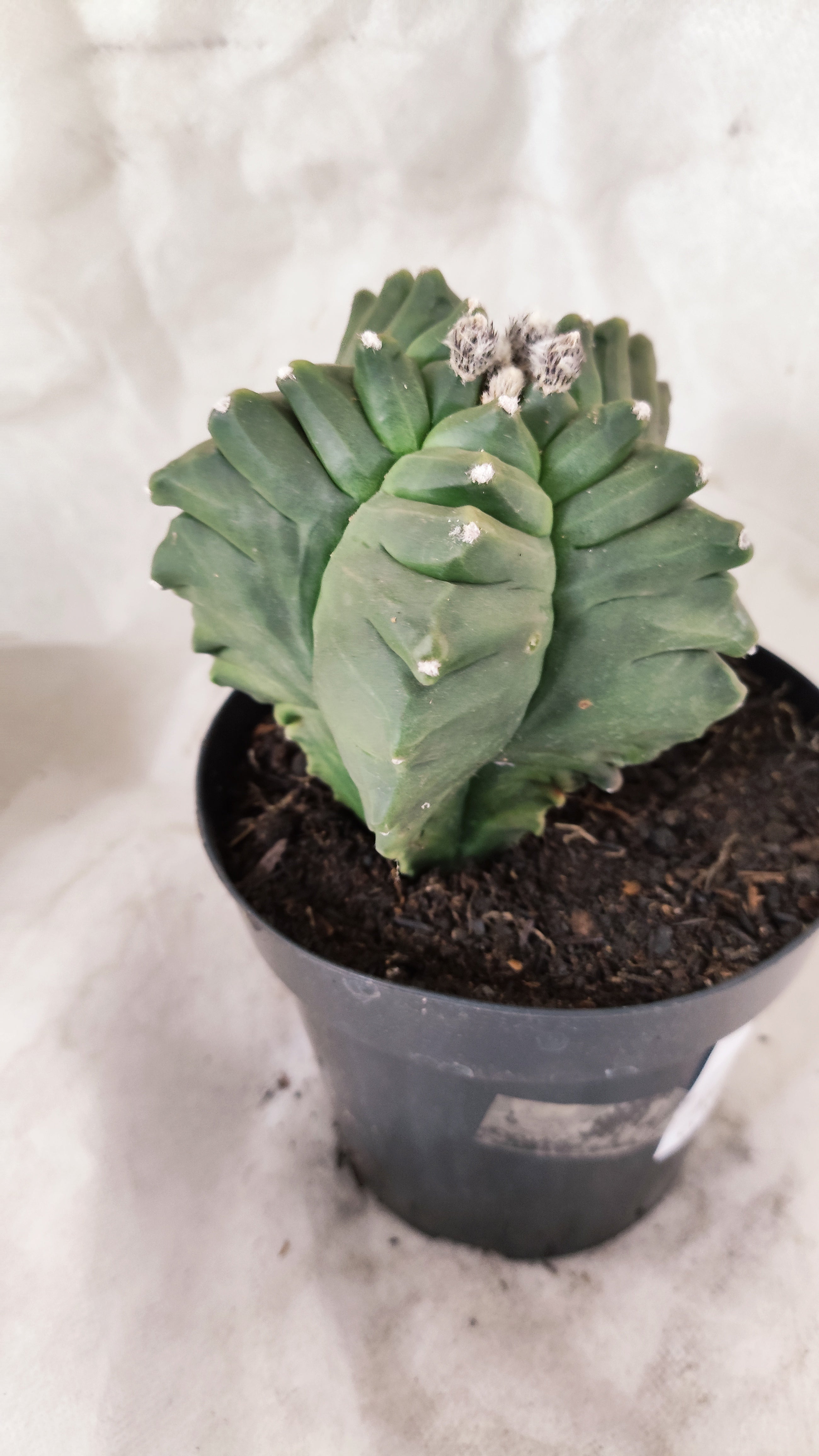 MATRIZ ASTROPHYTUM Myriostigma FUKURYU Nº 10 – vaso 15