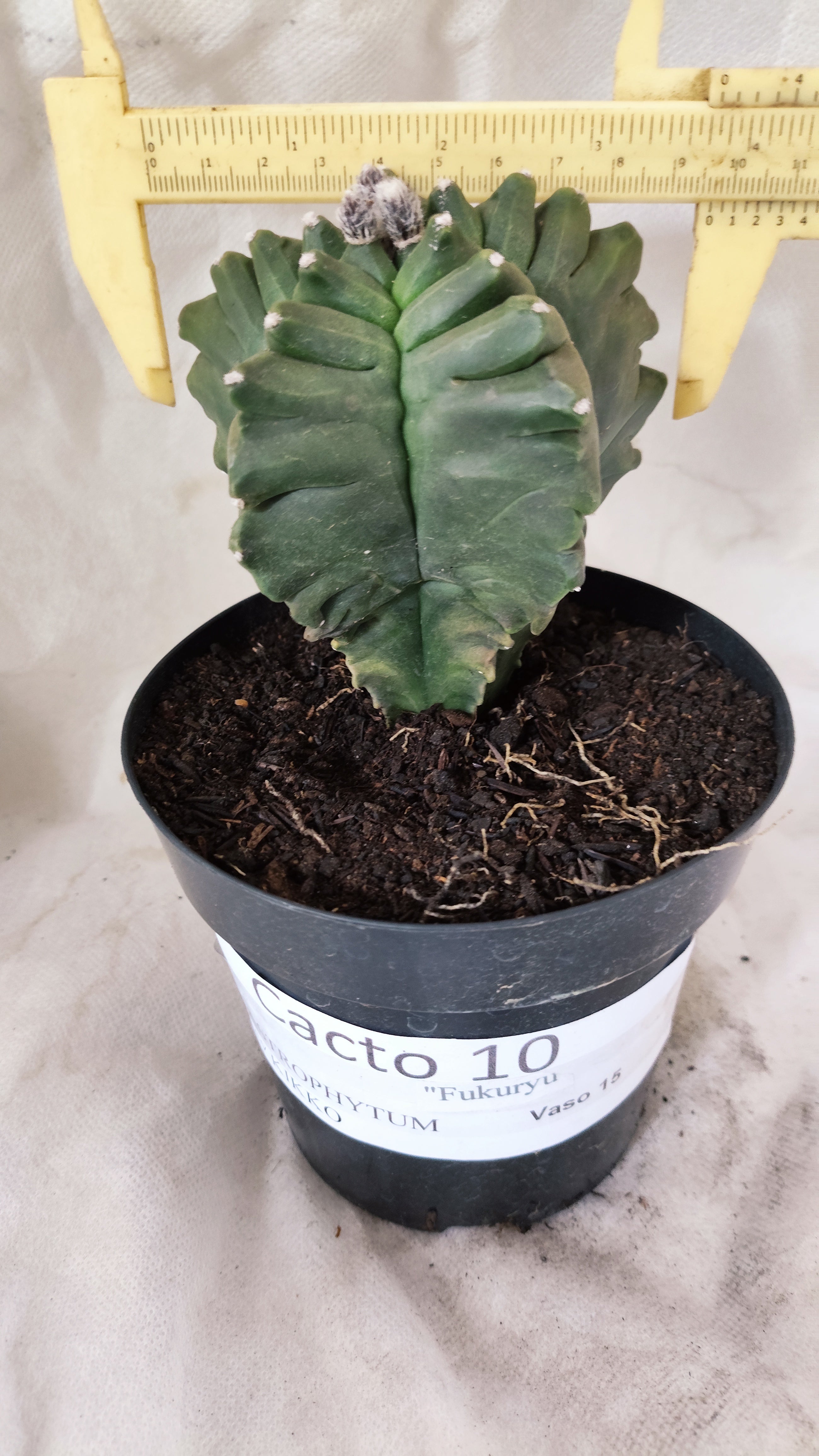 MATRIZ ASTROPHYTUM Myriostigma FUKURYU Nº 10 – vaso 15