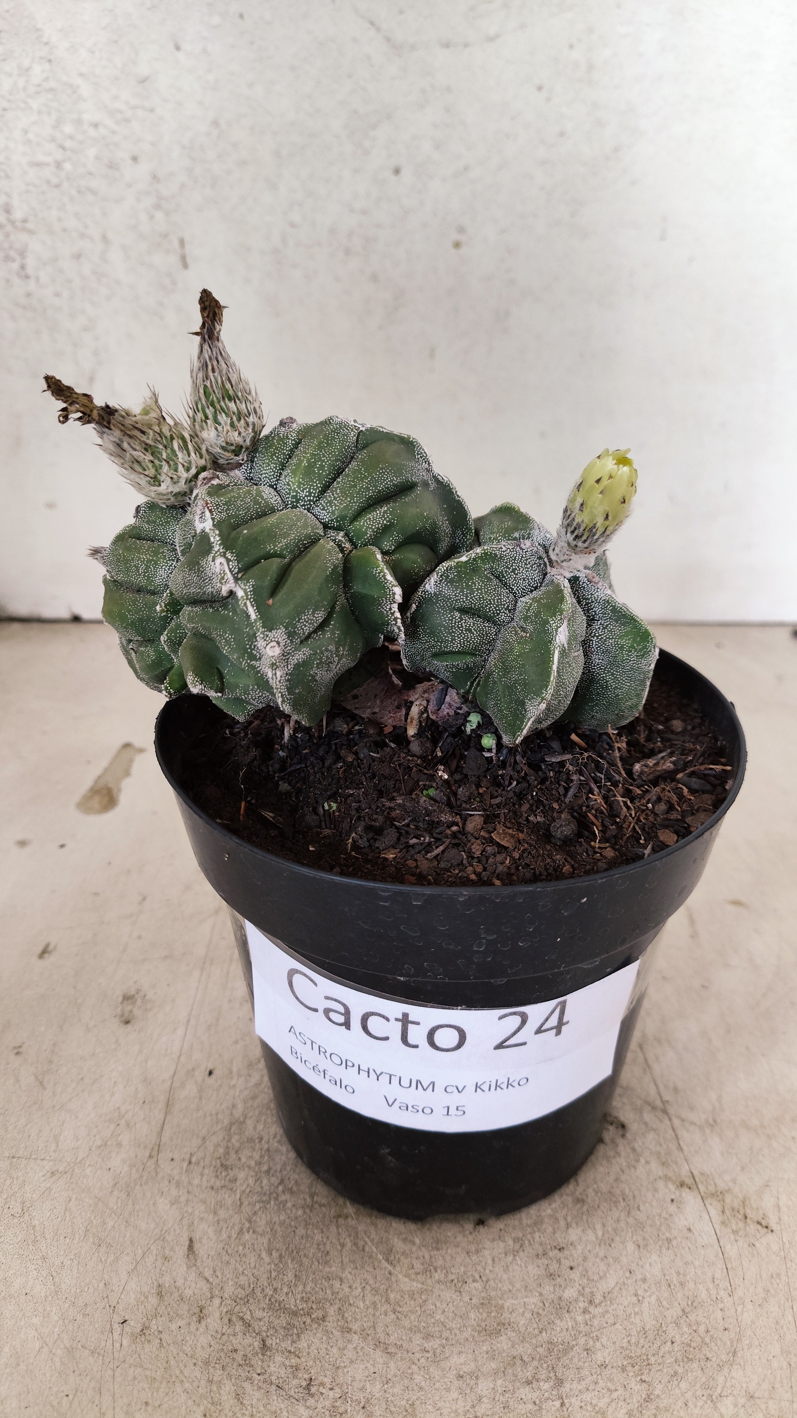MATRIZ ASTROPHYTUM cv KIKKO "Bicefalo"  Nº 24 – vaso 15