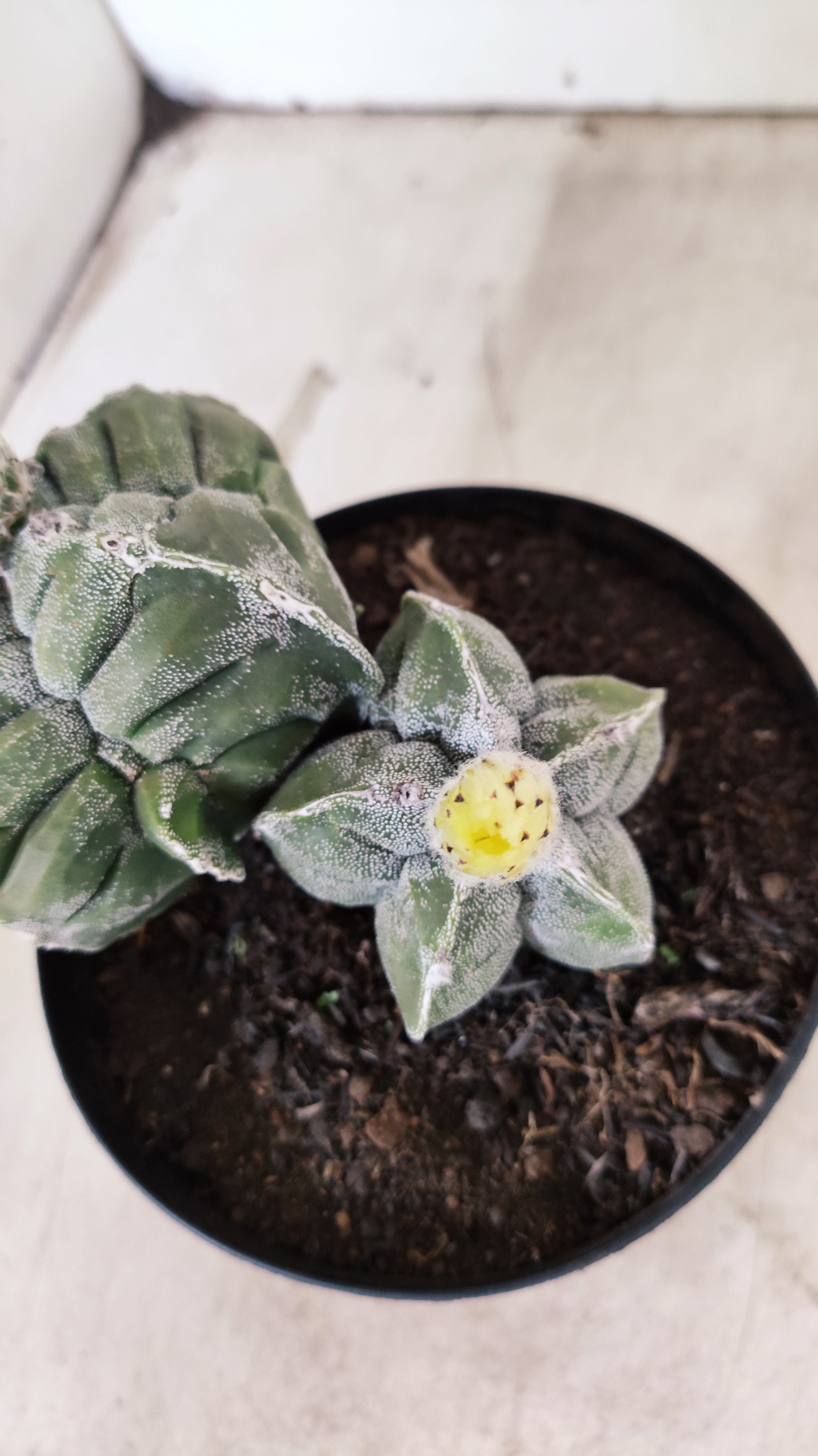 MATRIZ ASTROPHYTUM cv KIKKO "Bicefalo"  Nº 24 – vaso 15