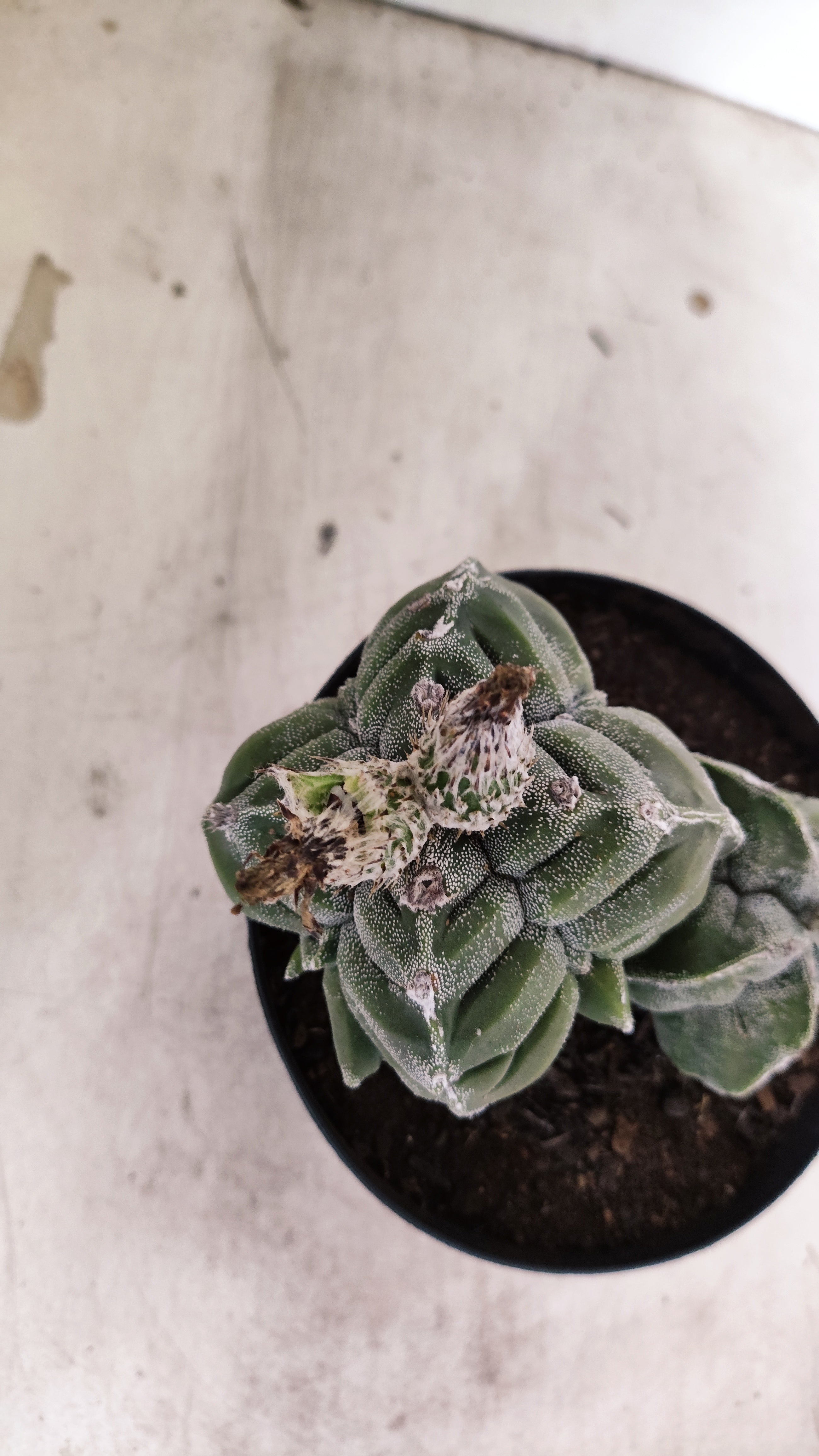 MATRIZ ASTROPHYTUM cv KIKKO "Bicefalo"  Nº 24 – vaso 15