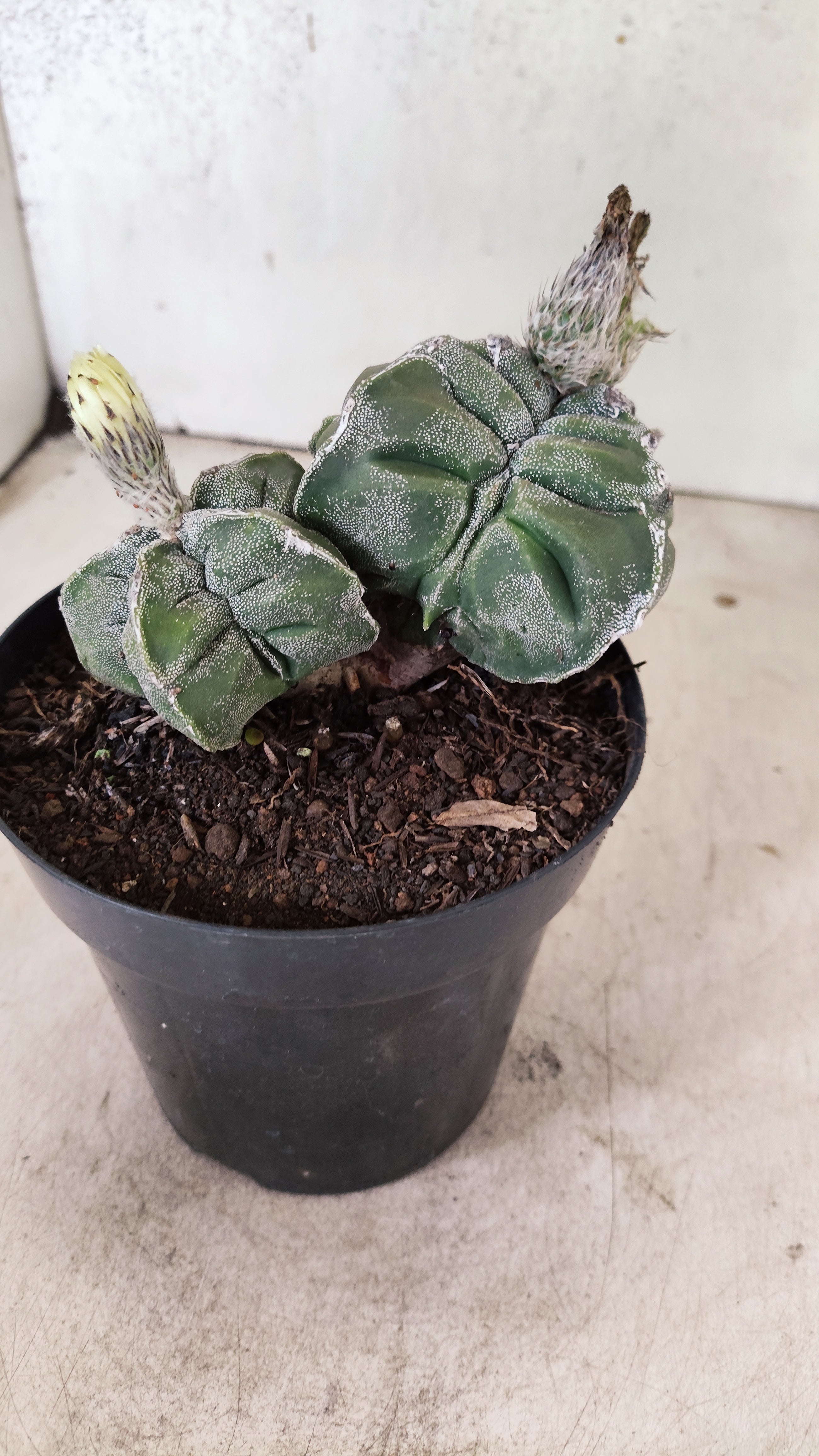 MATRIZ ASTROPHYTUM cv KIKKO "Bicefalo"  Nº 24 – vaso 15
