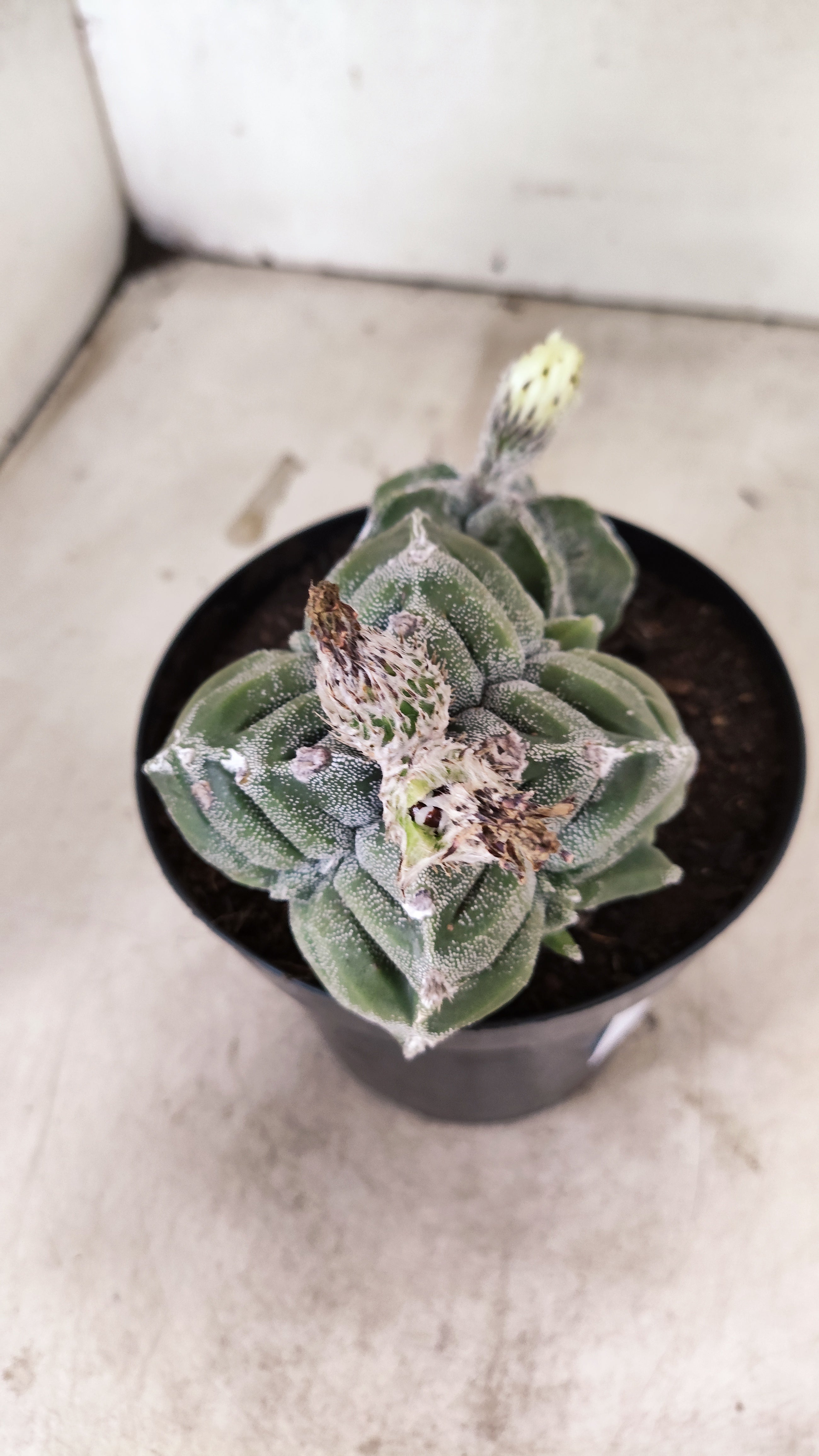 MATRIZ ASTROPHYTUM cv KIKKO "Bicefalo"  Nº 24 – vaso 15