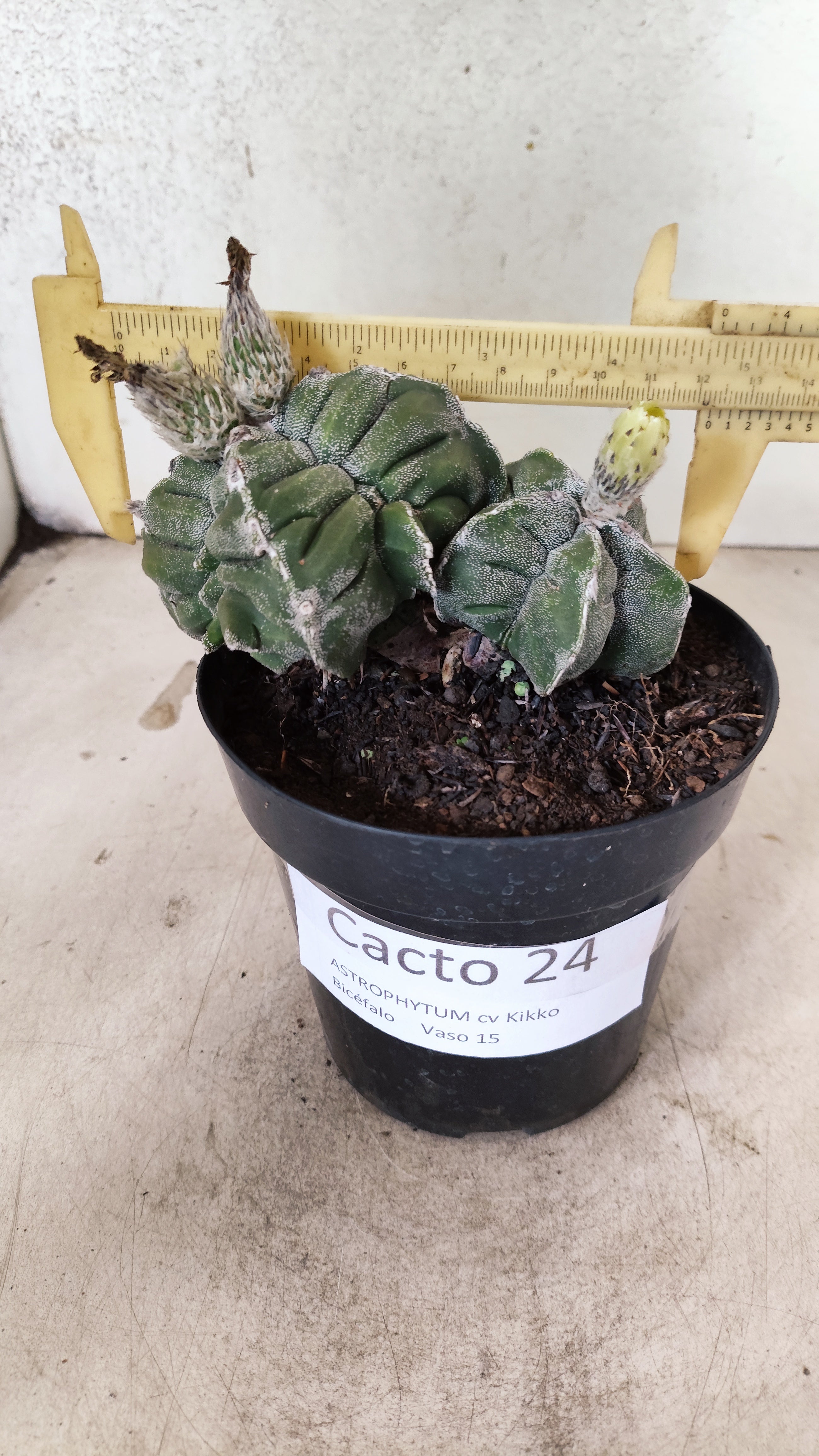 MATRIZ ASTROPHYTUM cv KIKKO "Bicefalo"  Nº 24 – vaso 15
