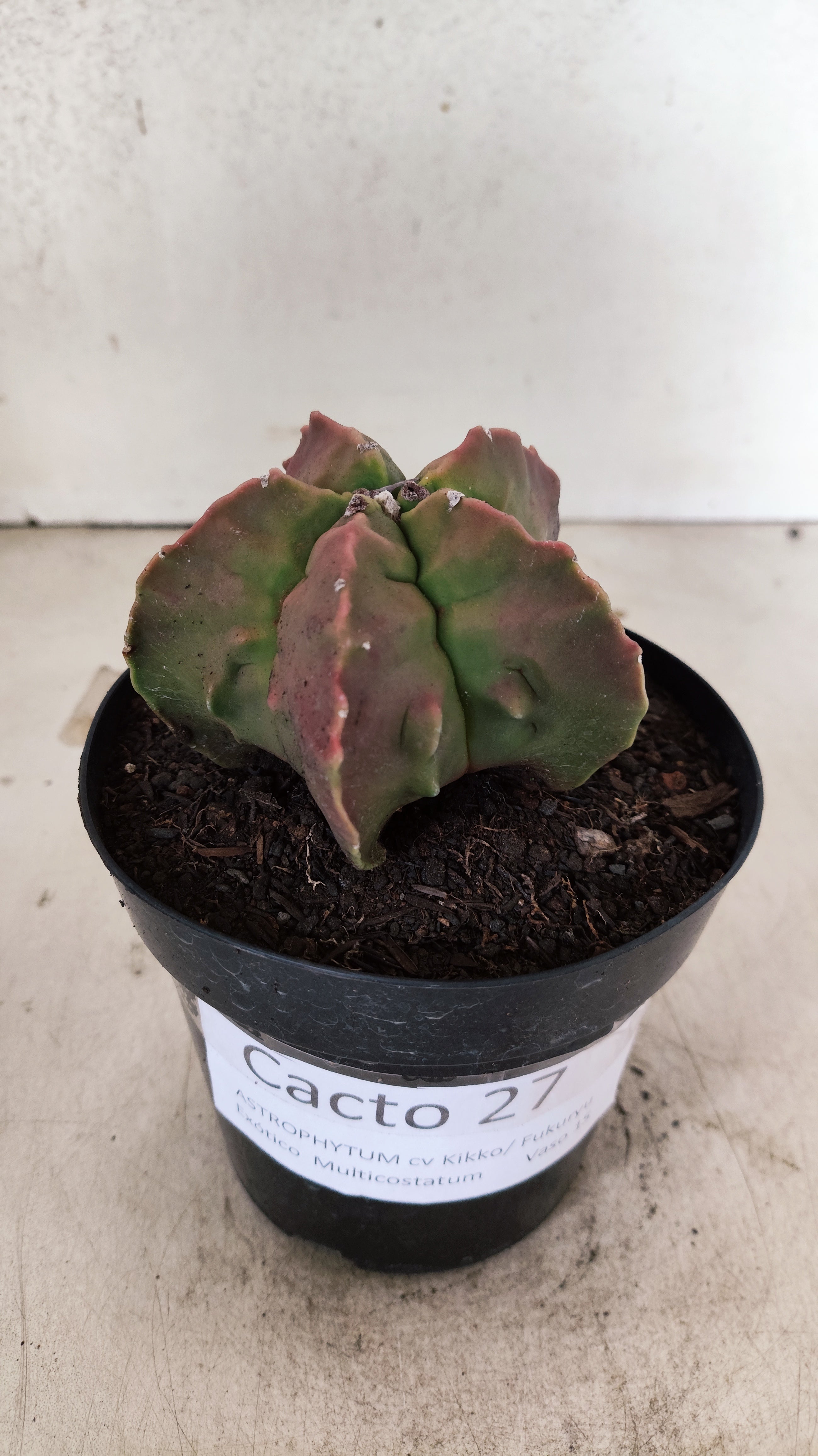 MATRIZ ASTROPHYTUM cv KIKKO "FUKURYU"  Nº 27 – vaso 15