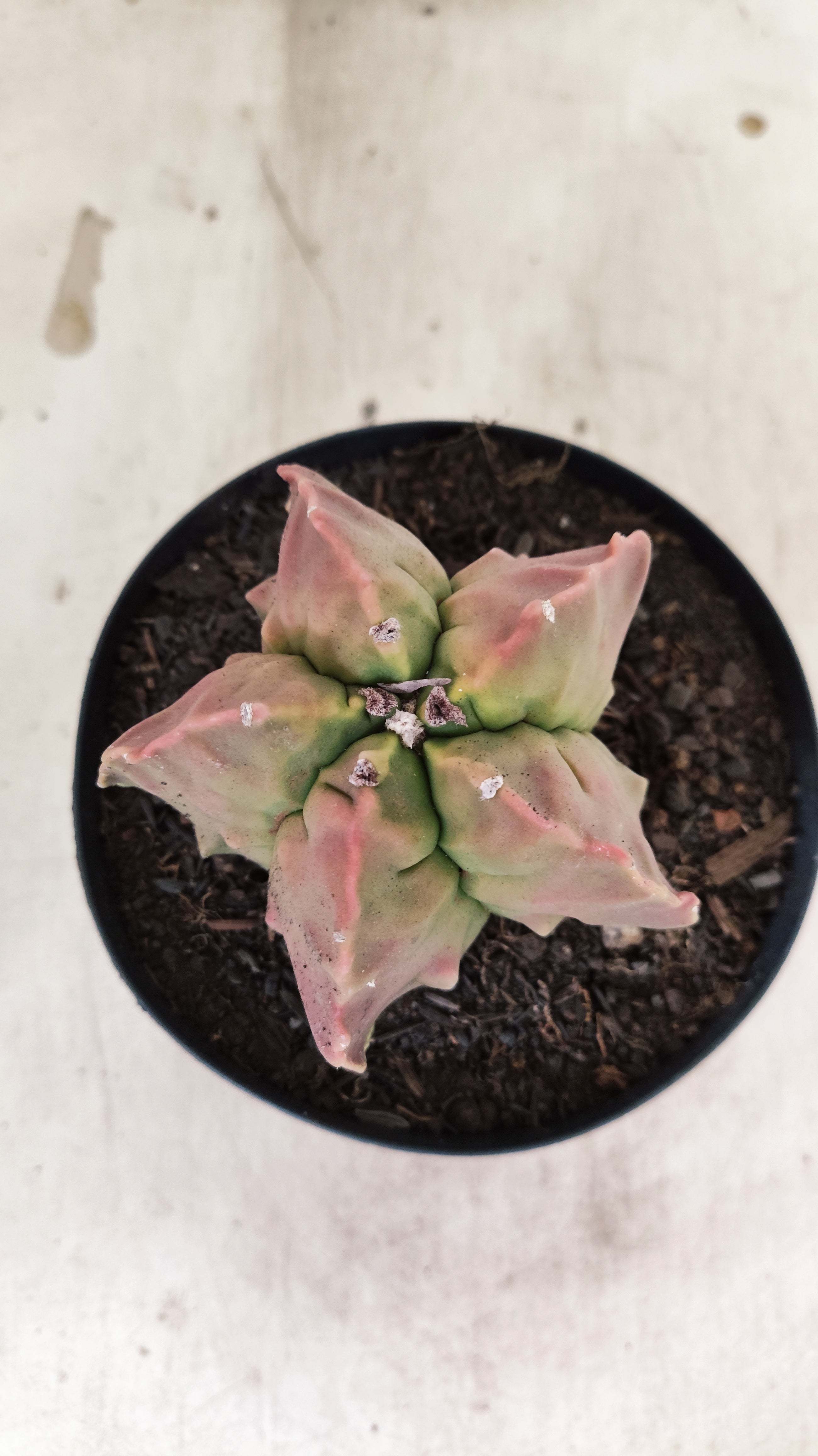 MATRIZ ASTROPHYTUM cv KIKKO "FUKURYU"  Nº 27 – vaso 15