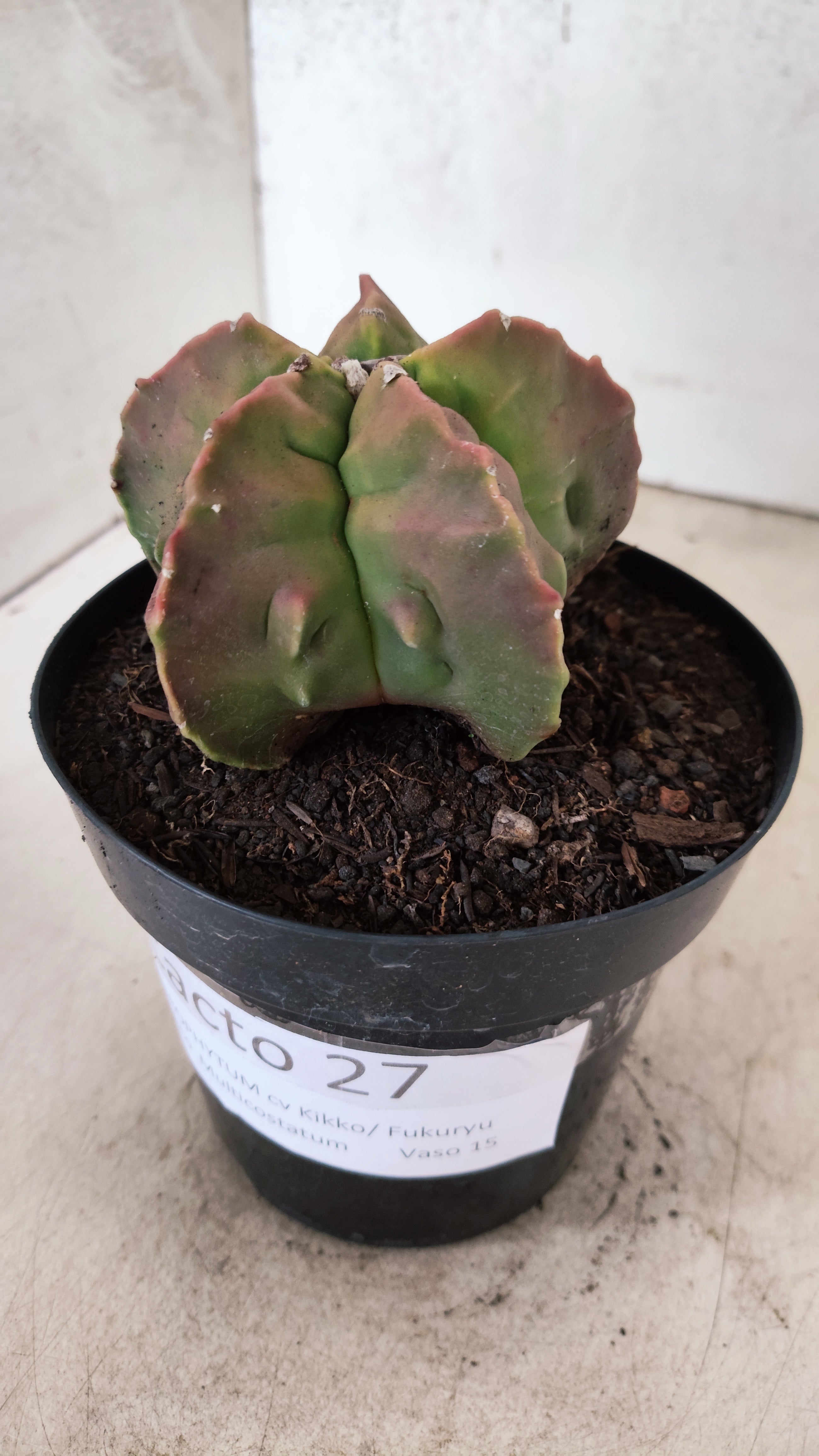 MATRIZ ASTROPHYTUM cv KIKKO "FUKURYU"  Nº 27 – vaso 15