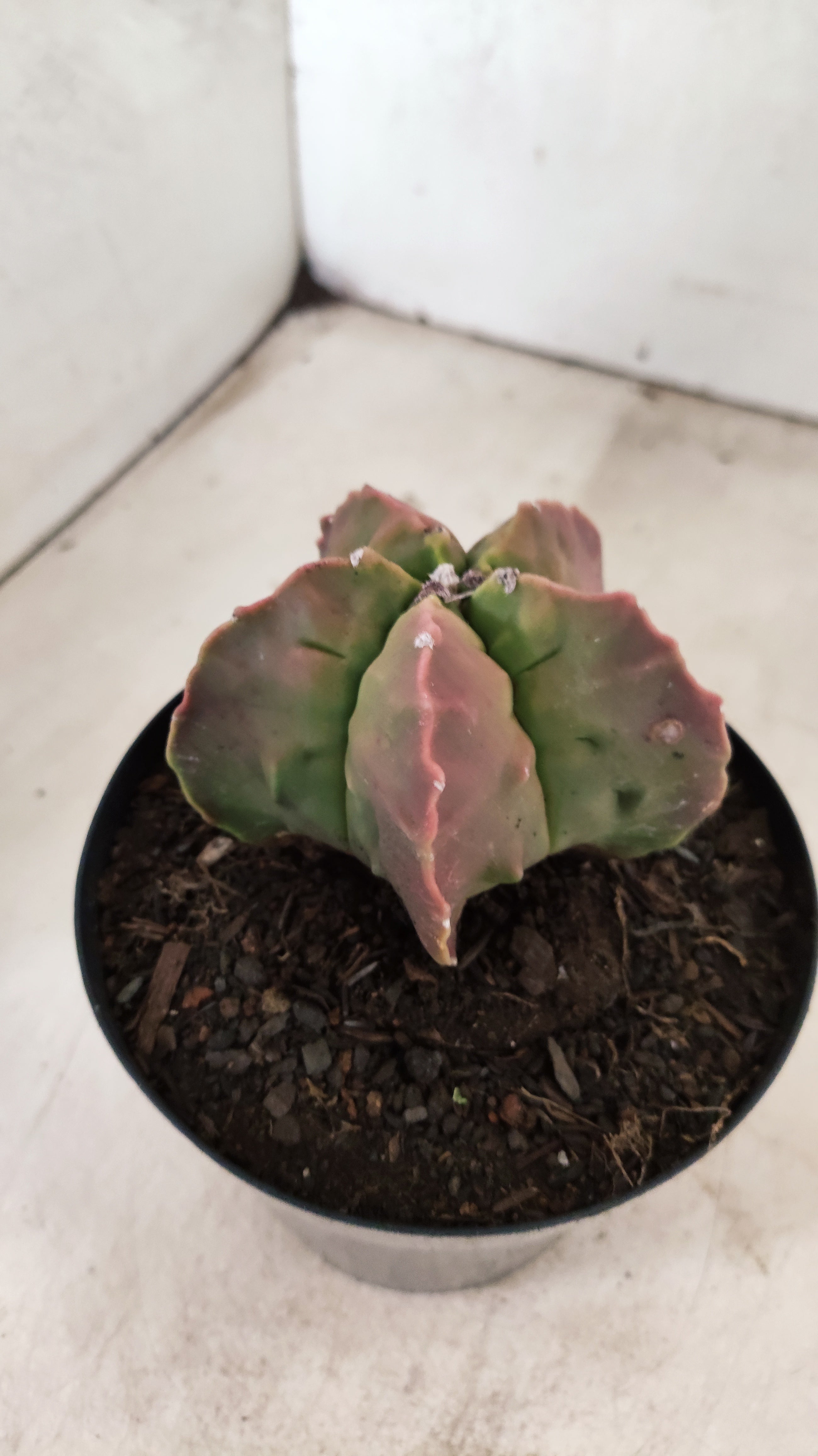 MATRIZ ASTROPHYTUM cv KIKKO "FUKURYU"  Nº 27 – vaso 15