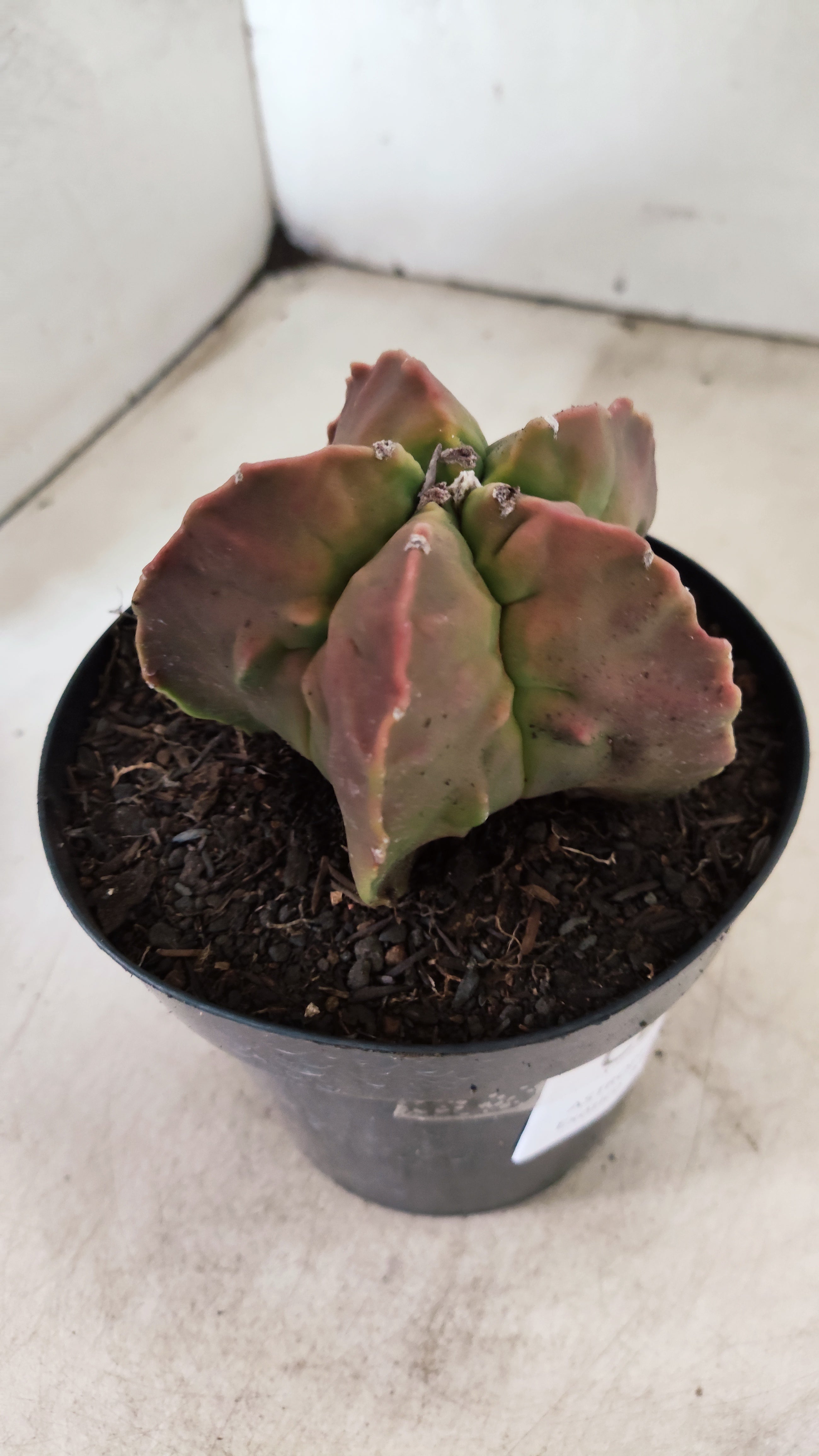 MATRIZ ASTROPHYTUM cv KIKKO "FUKURYU"  Nº 27 – vaso 15