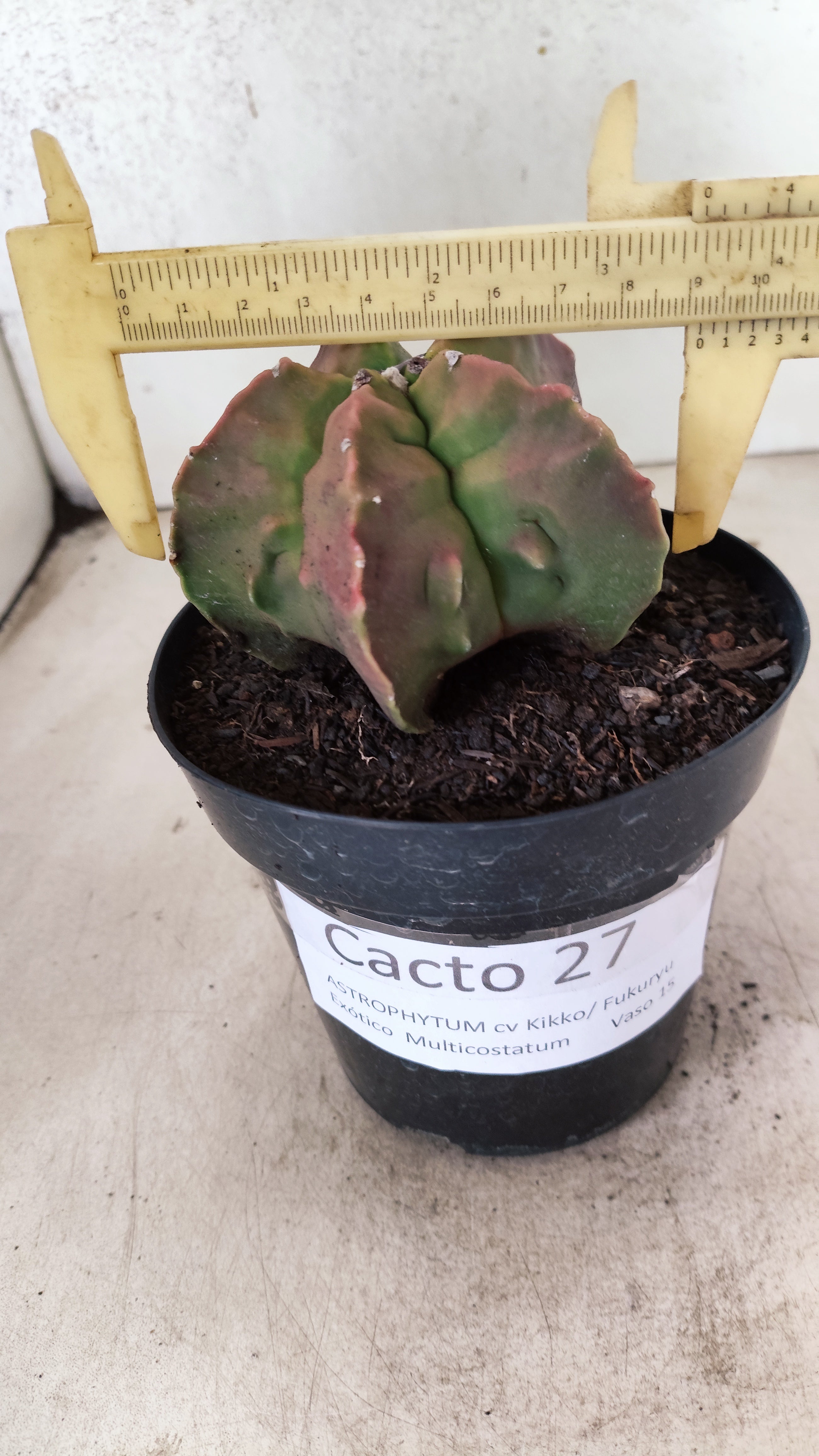 MATRIZ ASTROPHYTUM cv KIKKO "FUKURYU"  Nº 27 – vaso 15