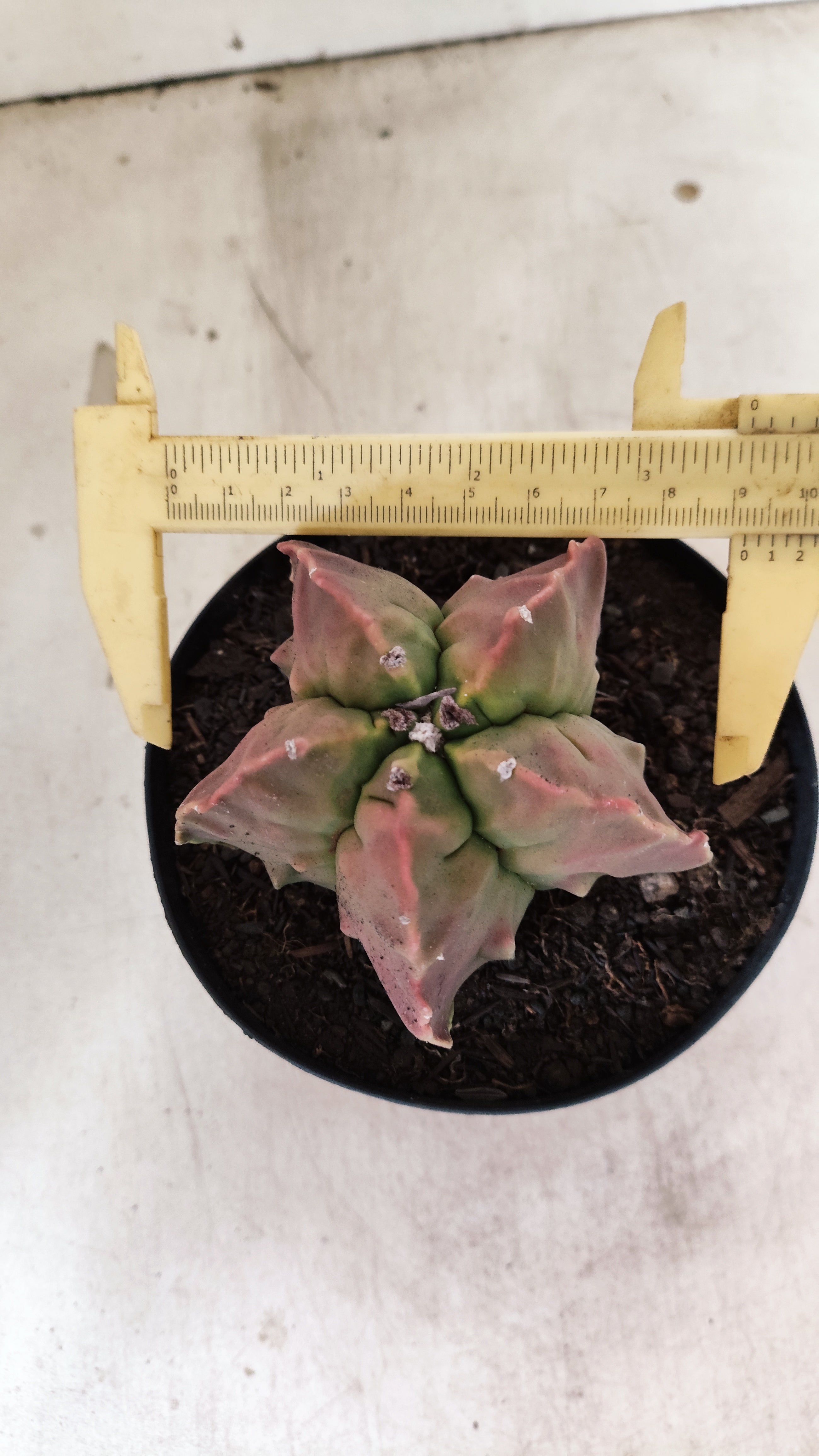 MATRIZ ASTROPHYTUM cv KIKKO "FUKURYU"  Nº 27 – vaso 15