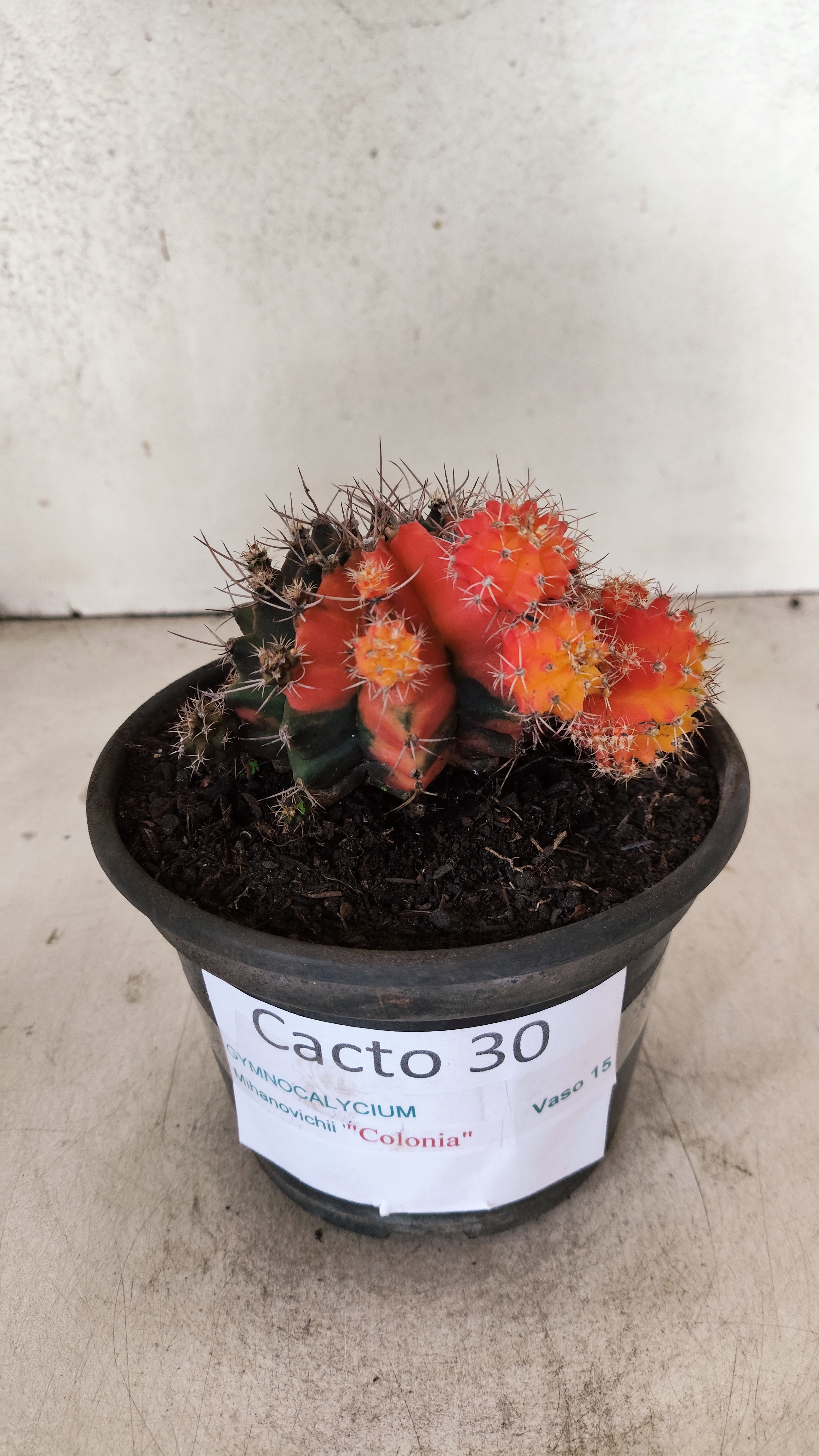 GYMNOCALYCIUM Mihanovichii "COLONIA" Nº 30 – vaso 15