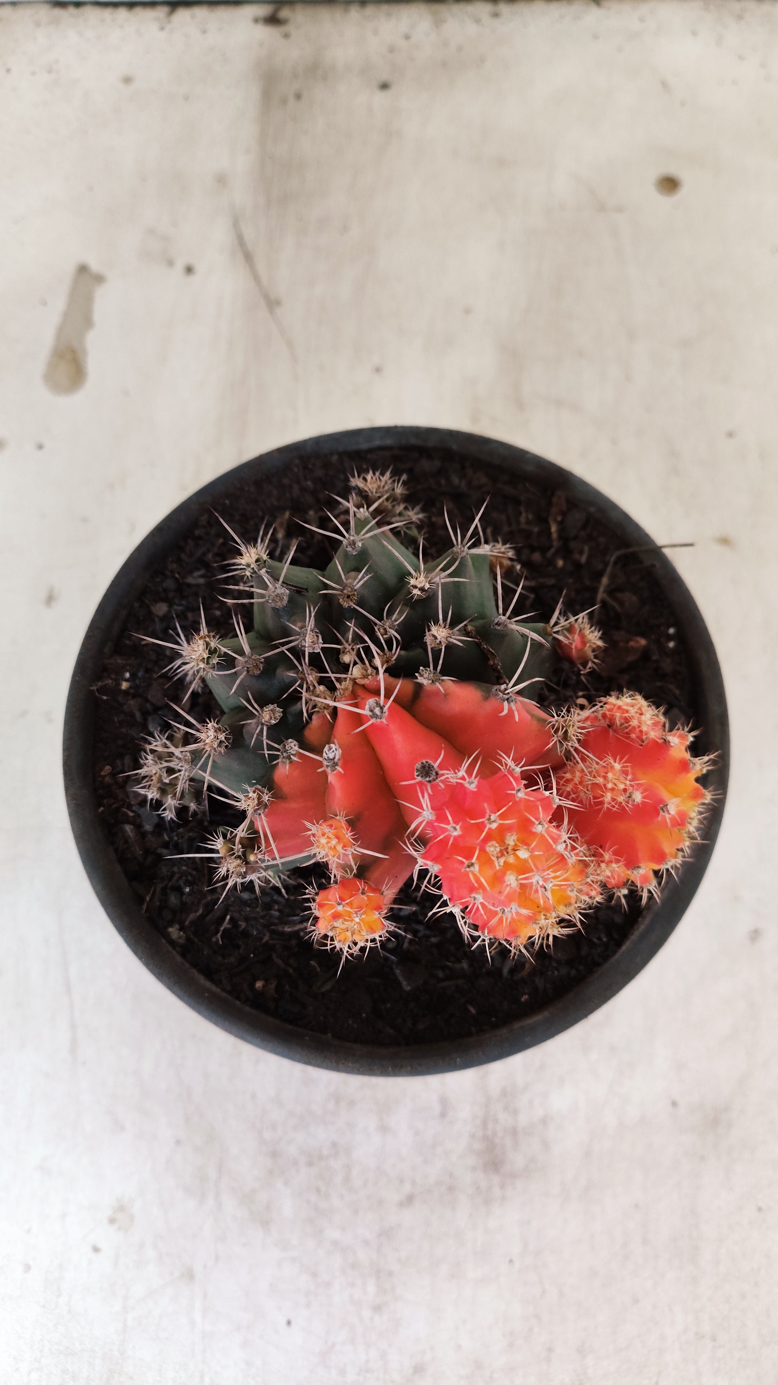 GYMNOCALYCIUM Mihanovichii "COLONIA" Nº 30 – vaso 15
