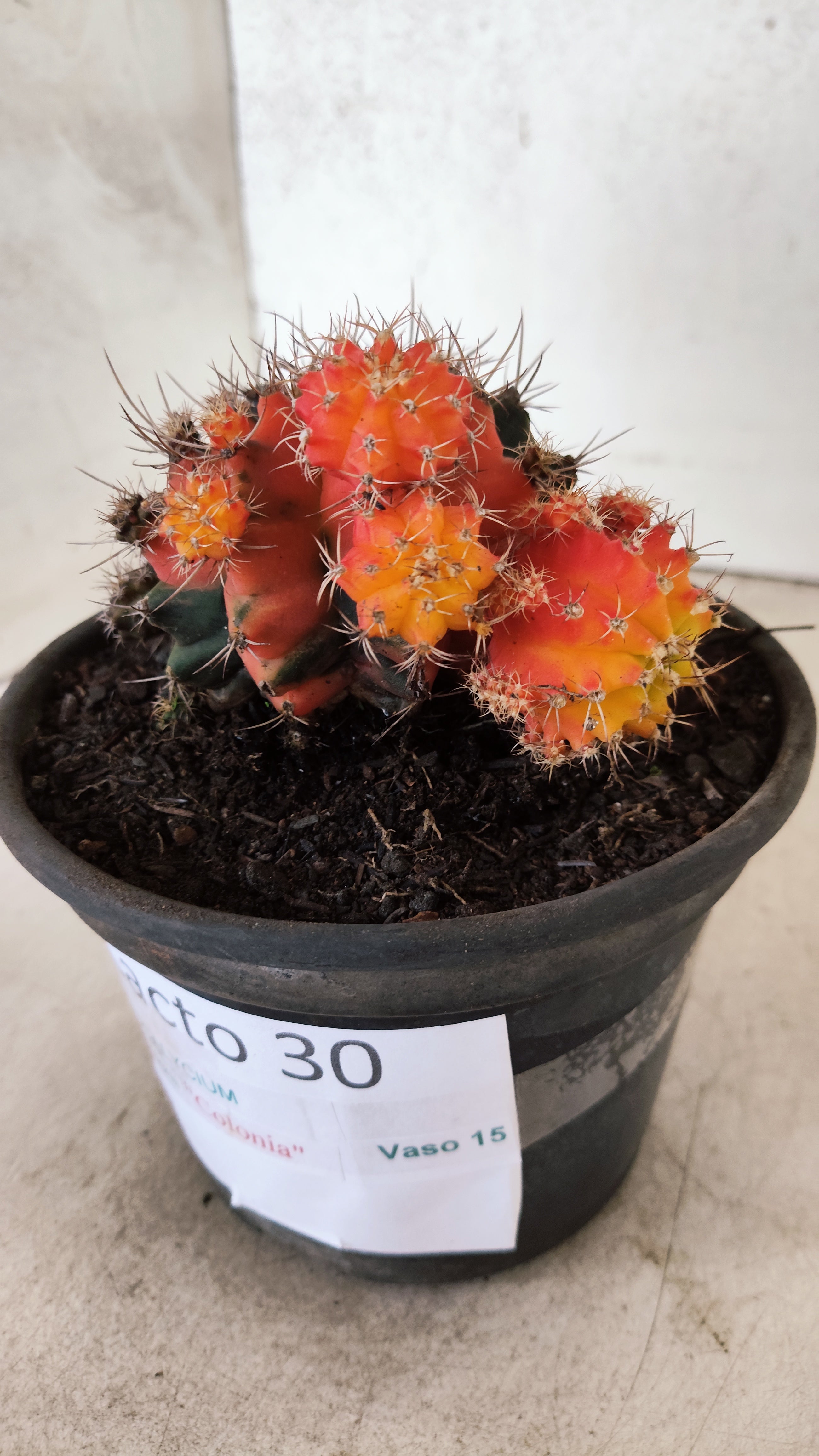 GYMNOCALYCIUM Mihanovichii "COLONIA" Nº 30 – vaso 15