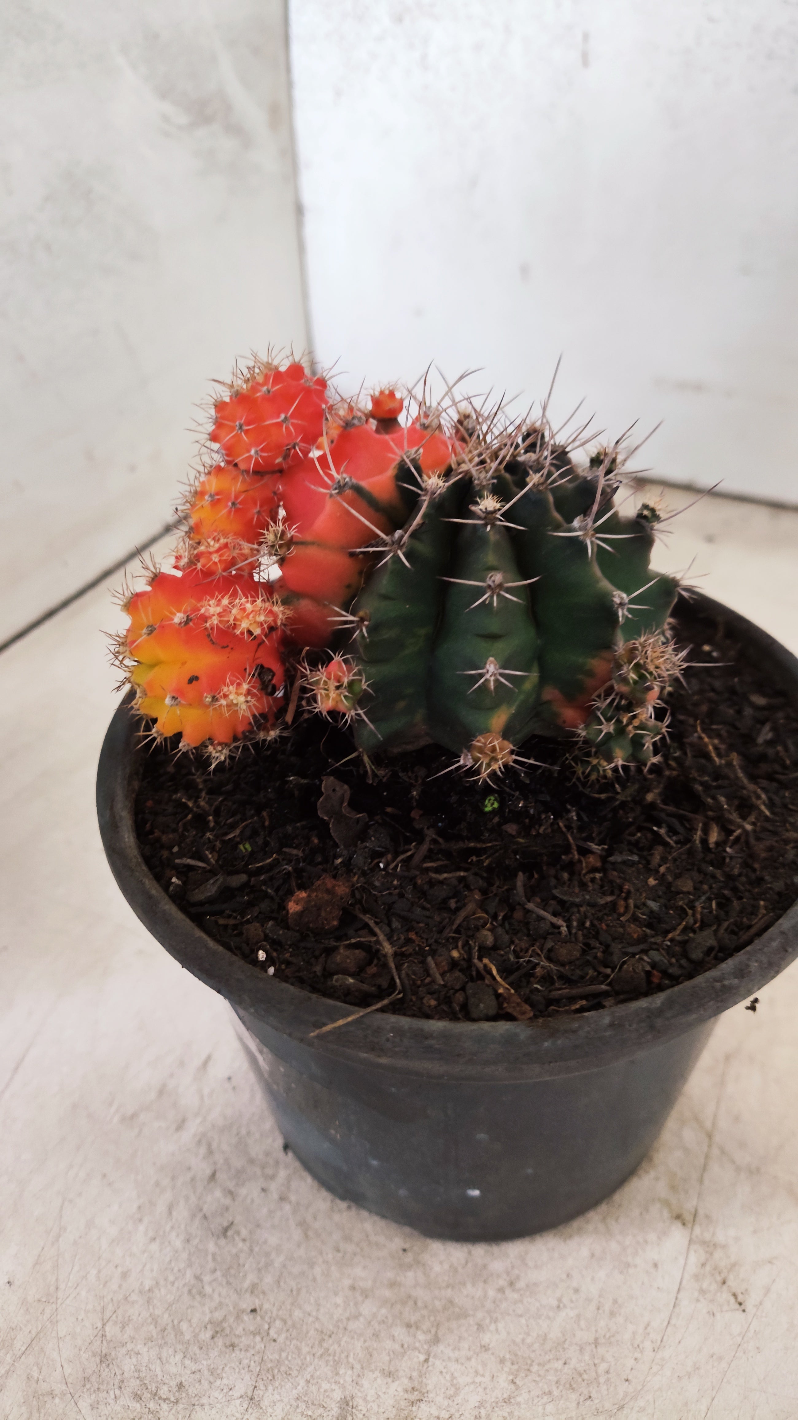 GYMNOCALYCIUM Mihanovichii "COLONIA" Nº 30 – vaso 15