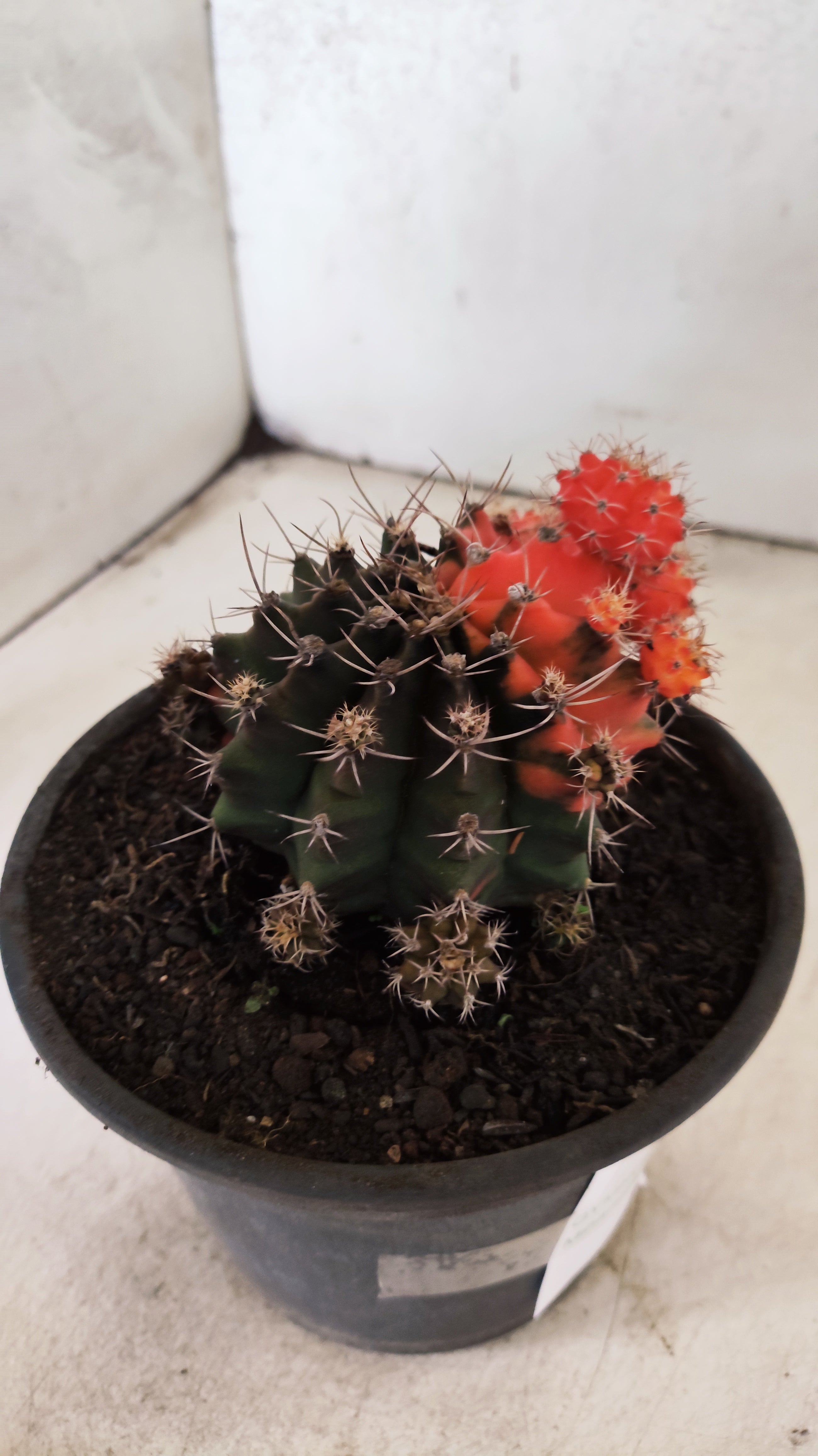 GYMNOCALYCIUM Mihanovichii "COLONIA" Nº 30 – vaso 15