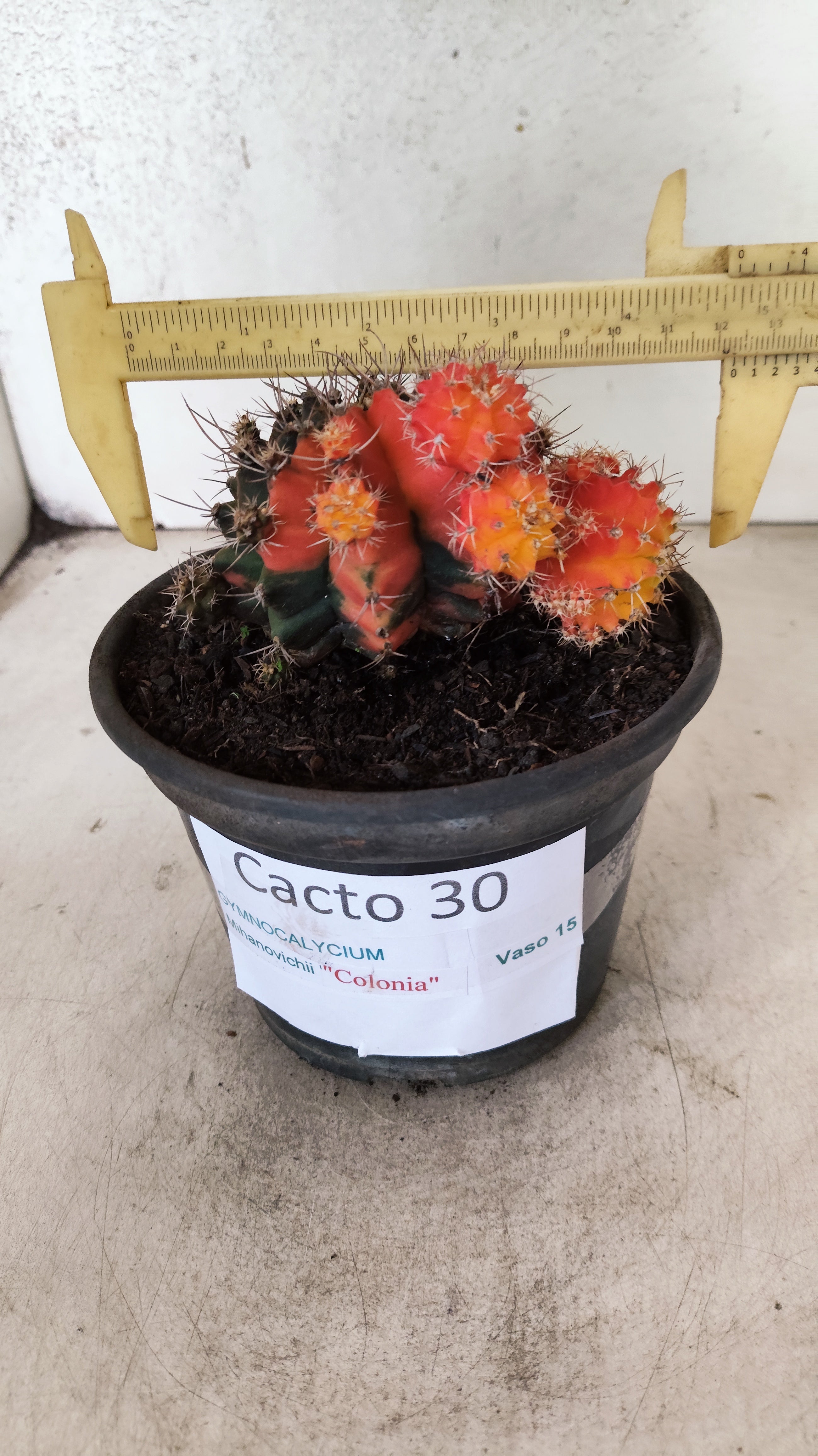 GYMNOCALYCIUM Mihanovichii "COLONIA" Nº 30 – vaso 15