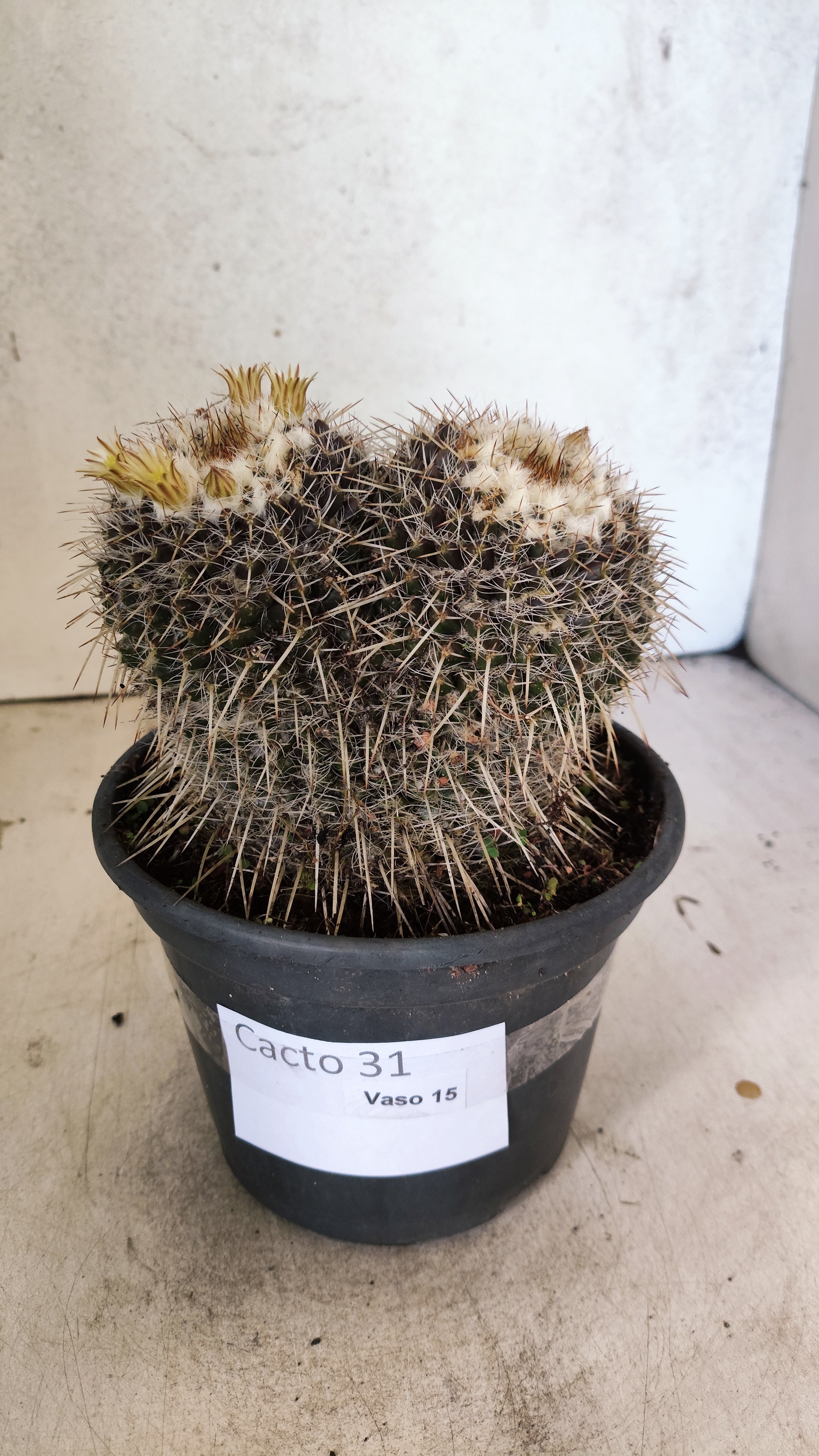 CACTOS  Nº 31 – vaso 15