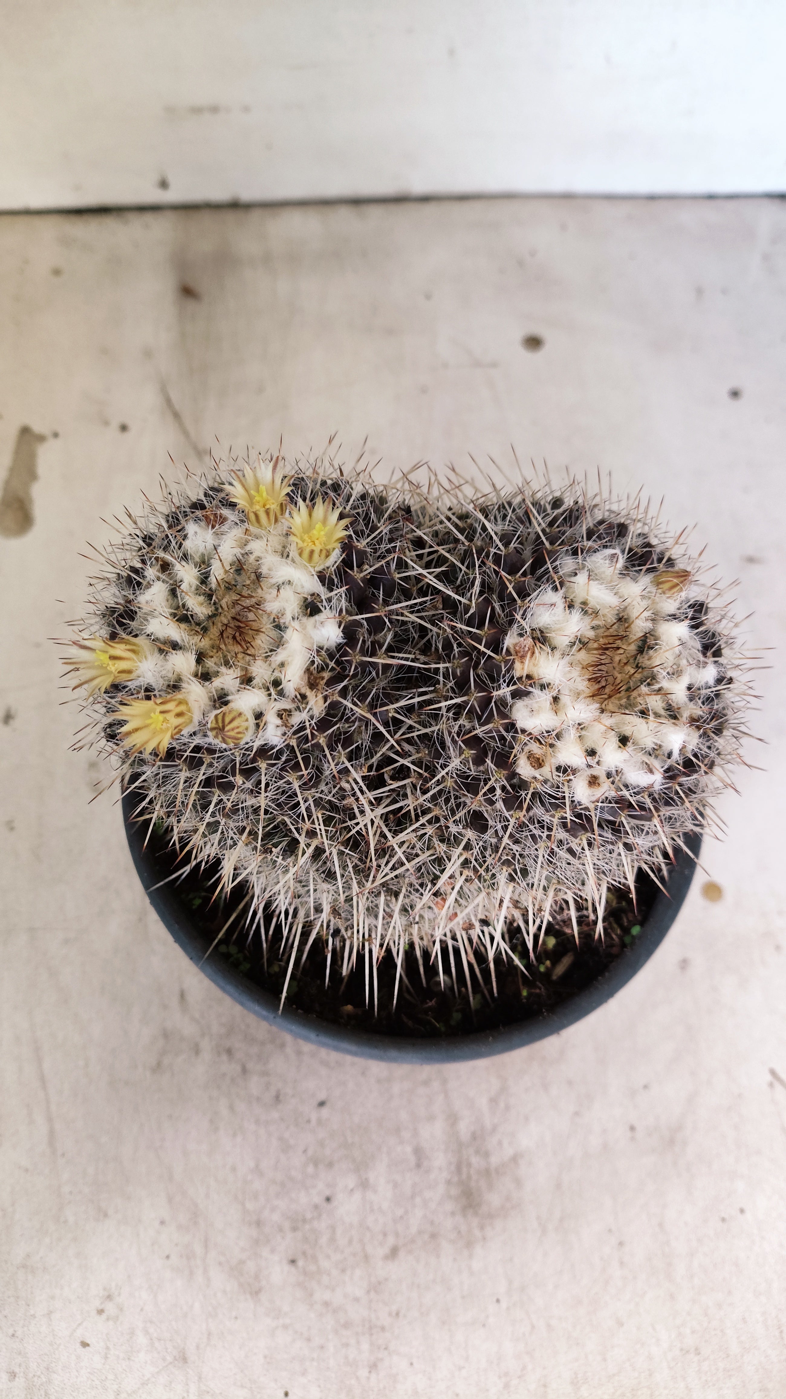 CACTOS  Nº 31 – vaso 15