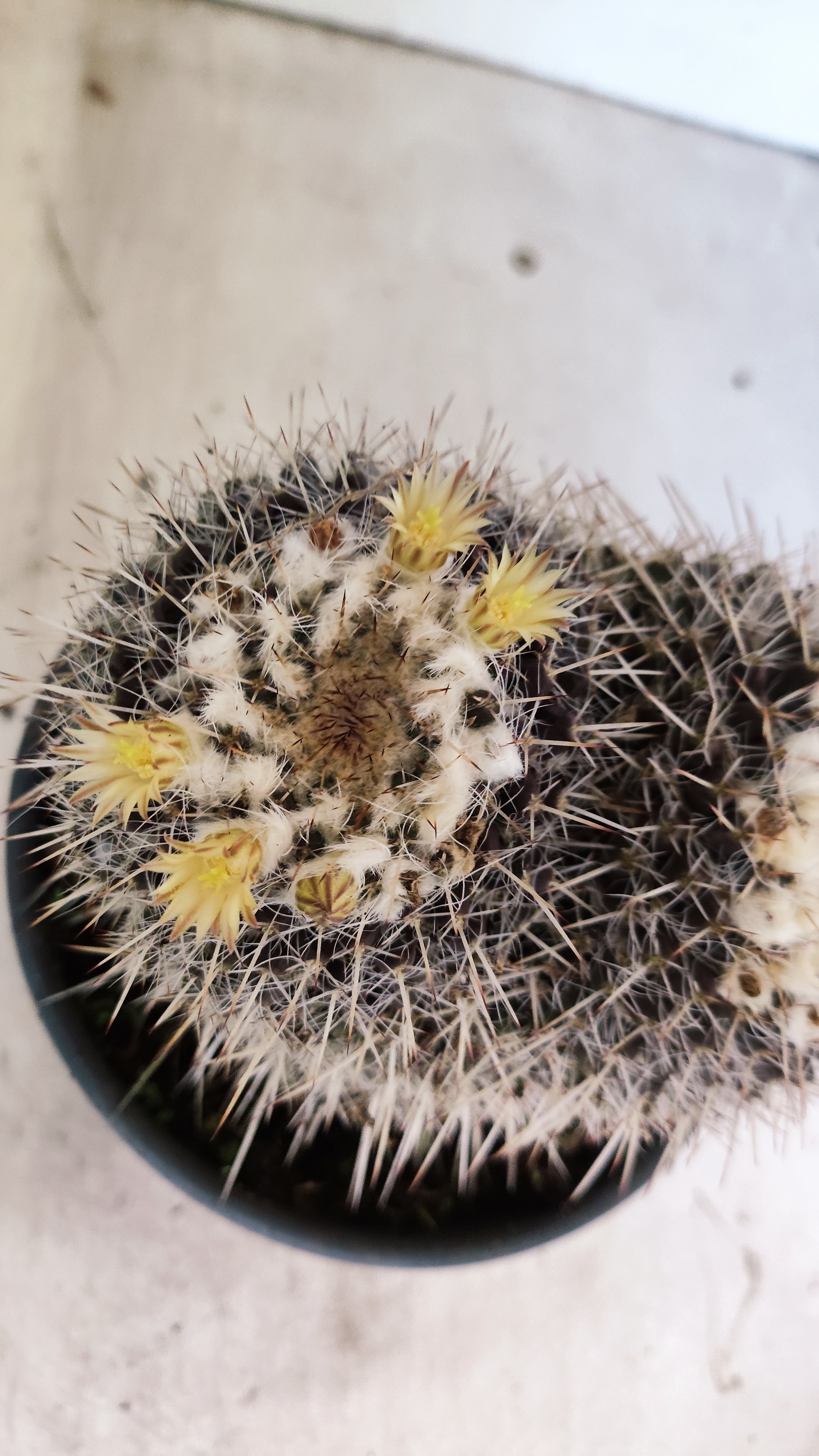 CACTOS  Nº 31 – vaso 15