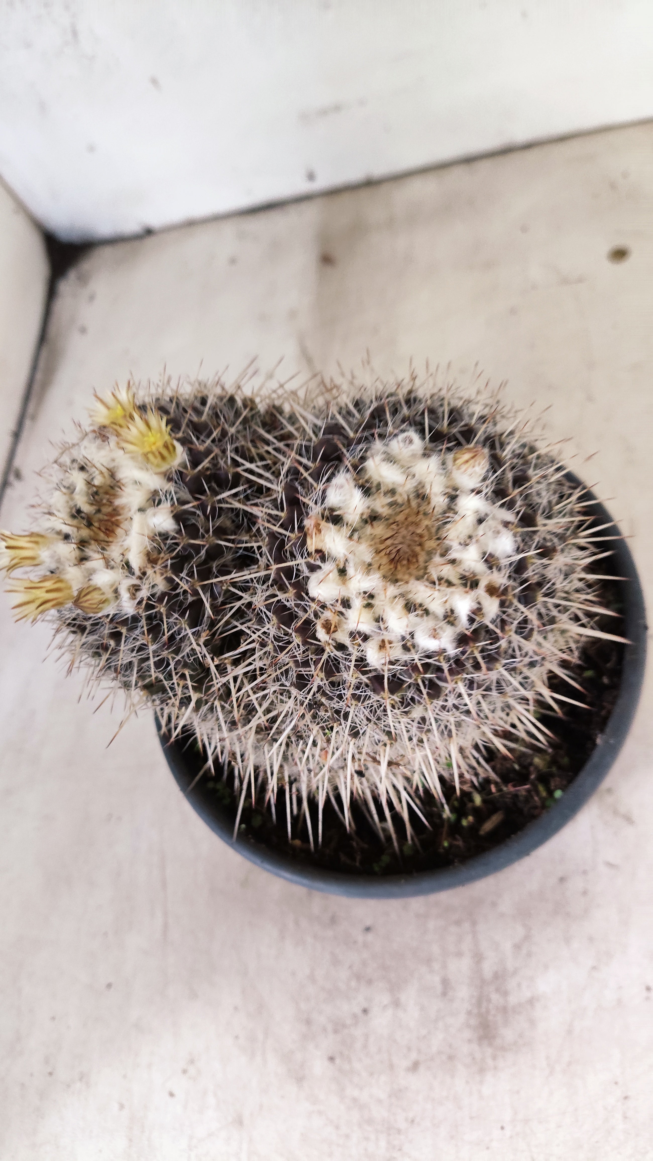 CACTOS  Nº 31 – vaso 15